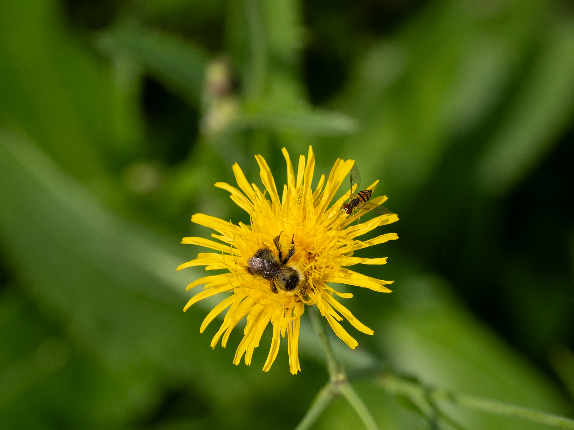 hoverfly and bee