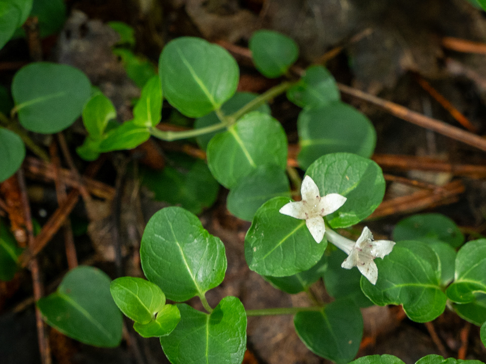 partridgeberry