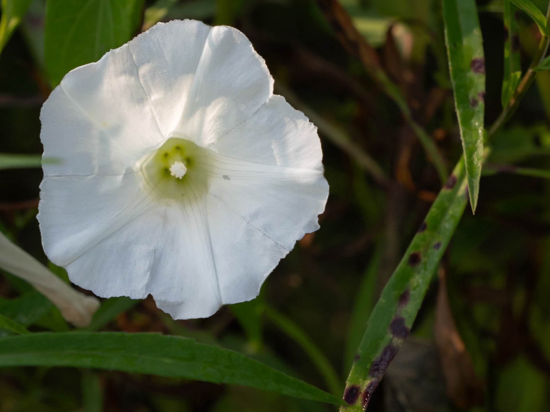 bindweed