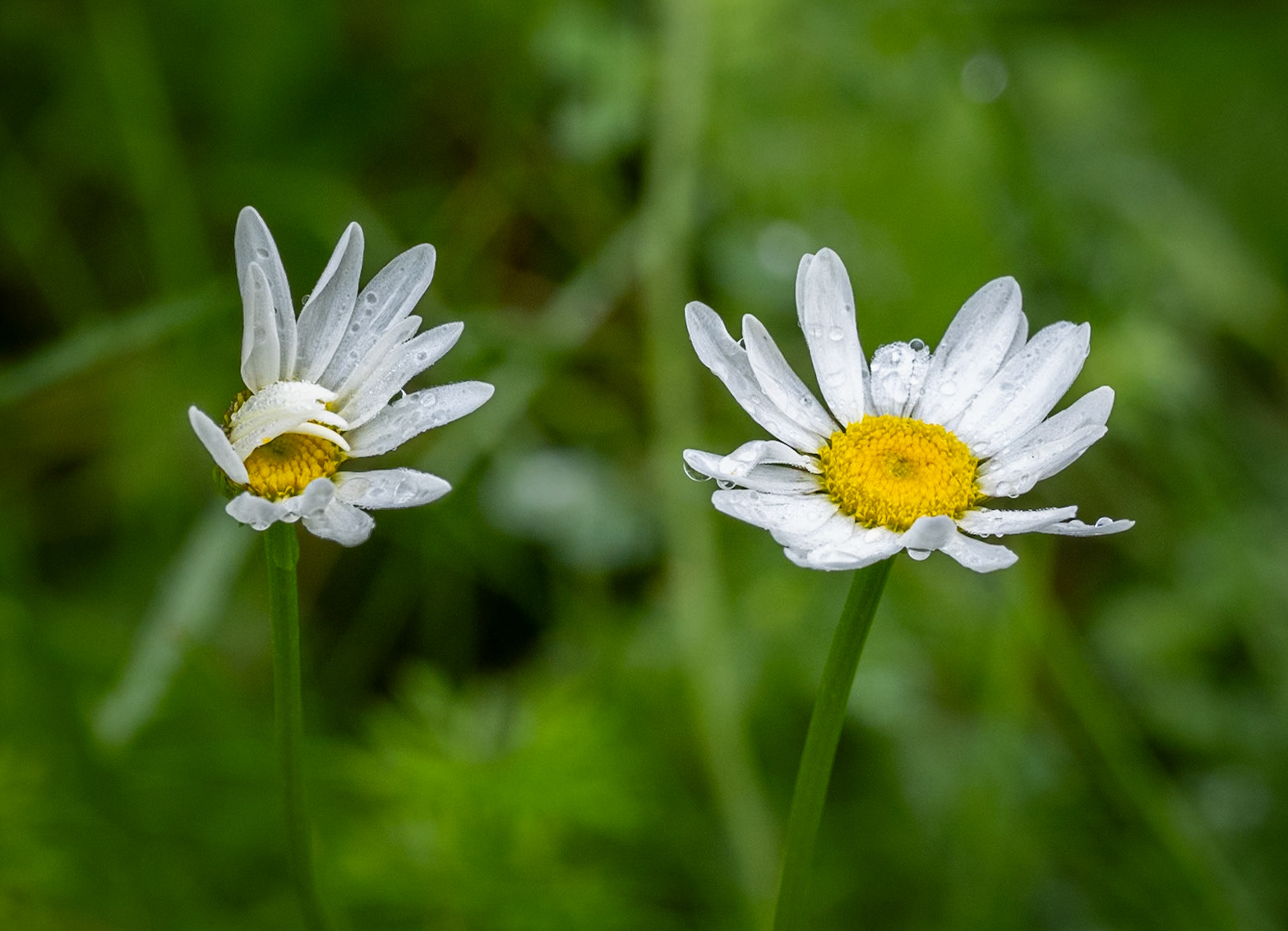 daisy