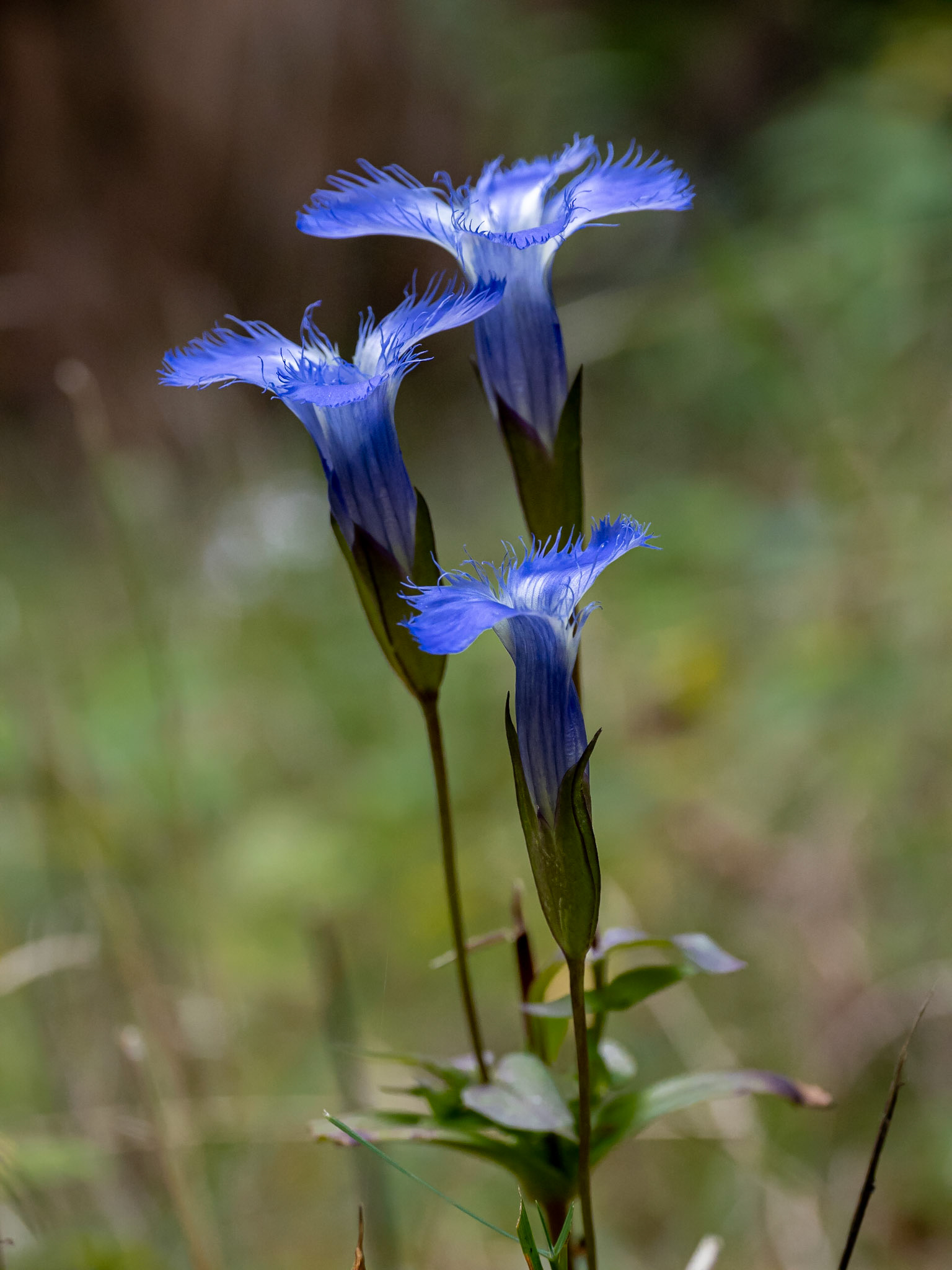 gentian