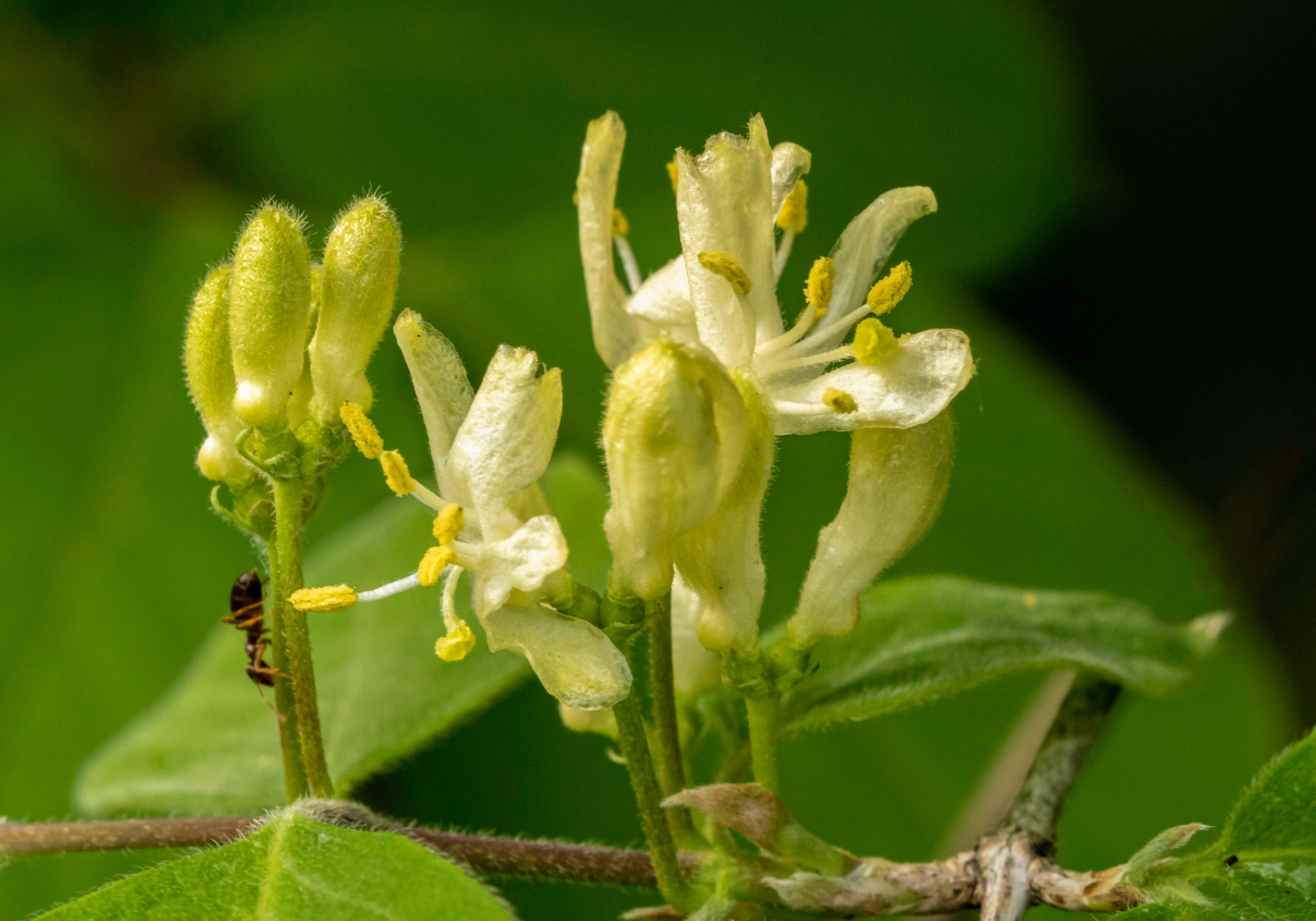 Honeysuckle