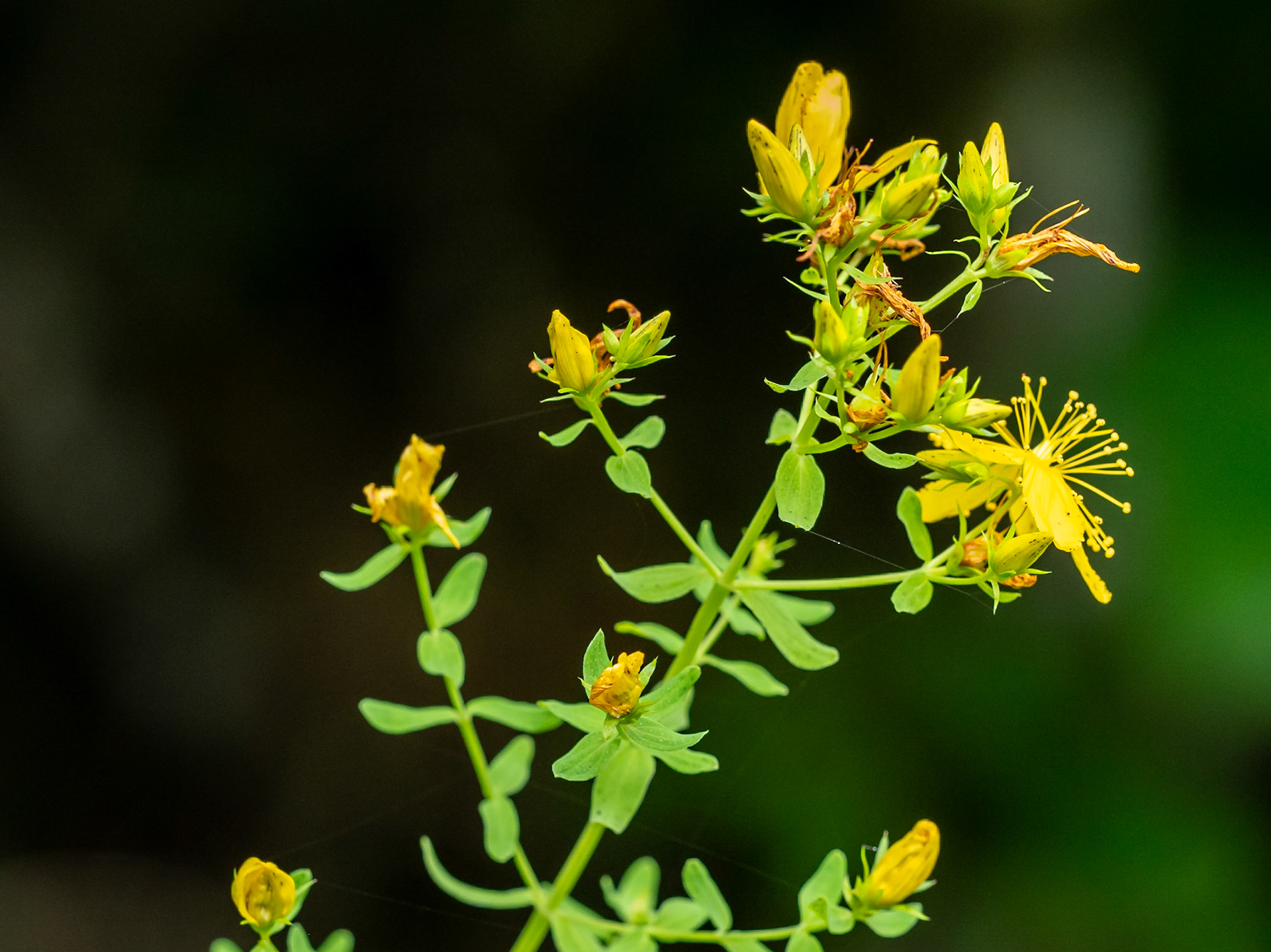 St John's Wort