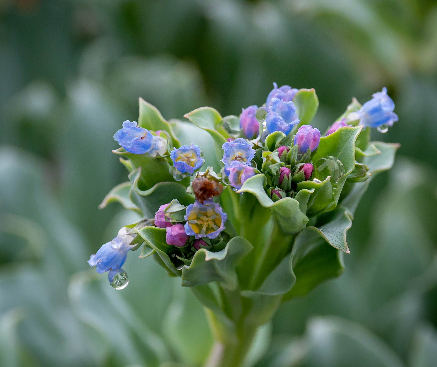 Oysterplant blossom