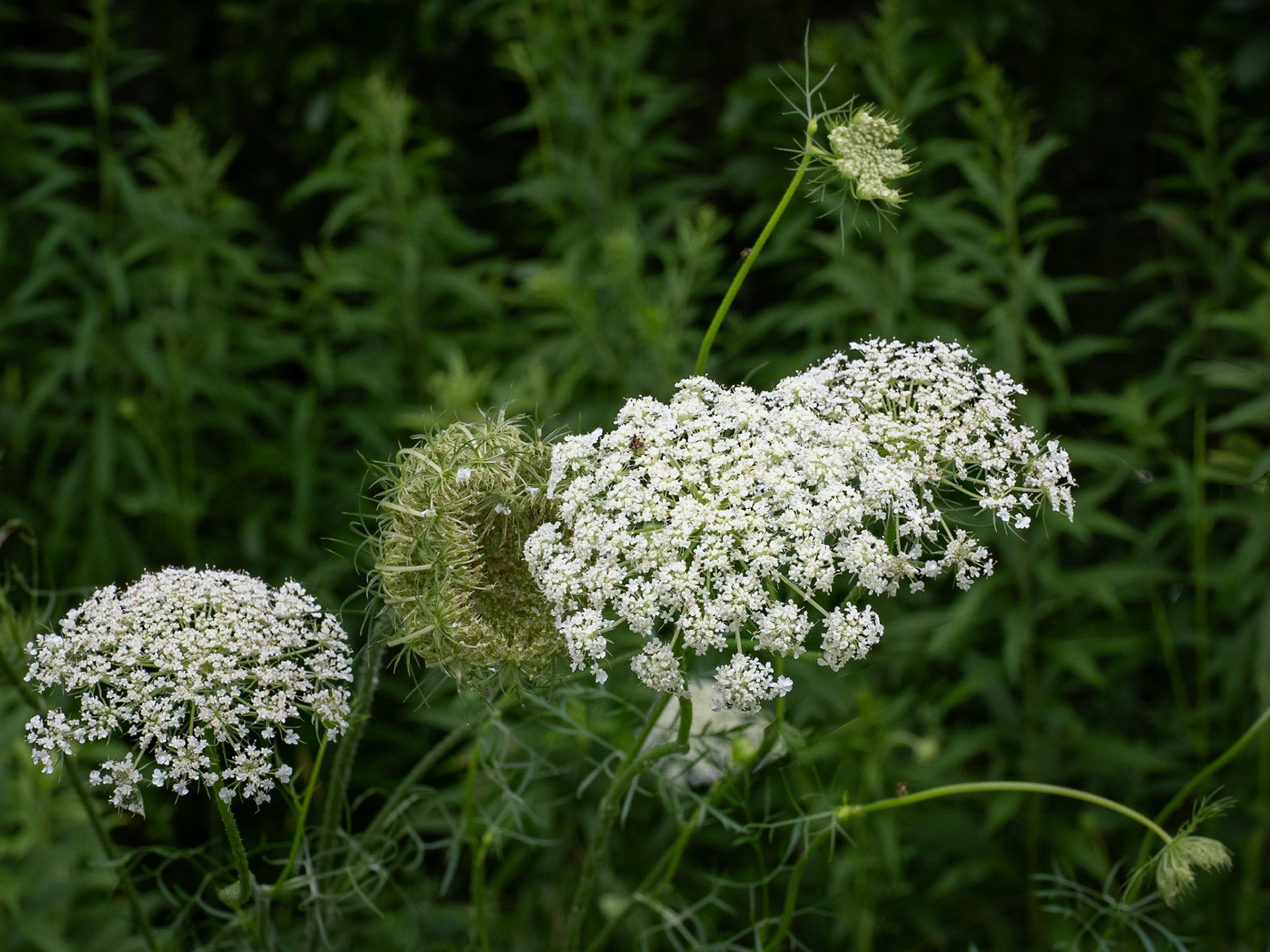 Queen Anne's Lace, opening bud to finishing blossom