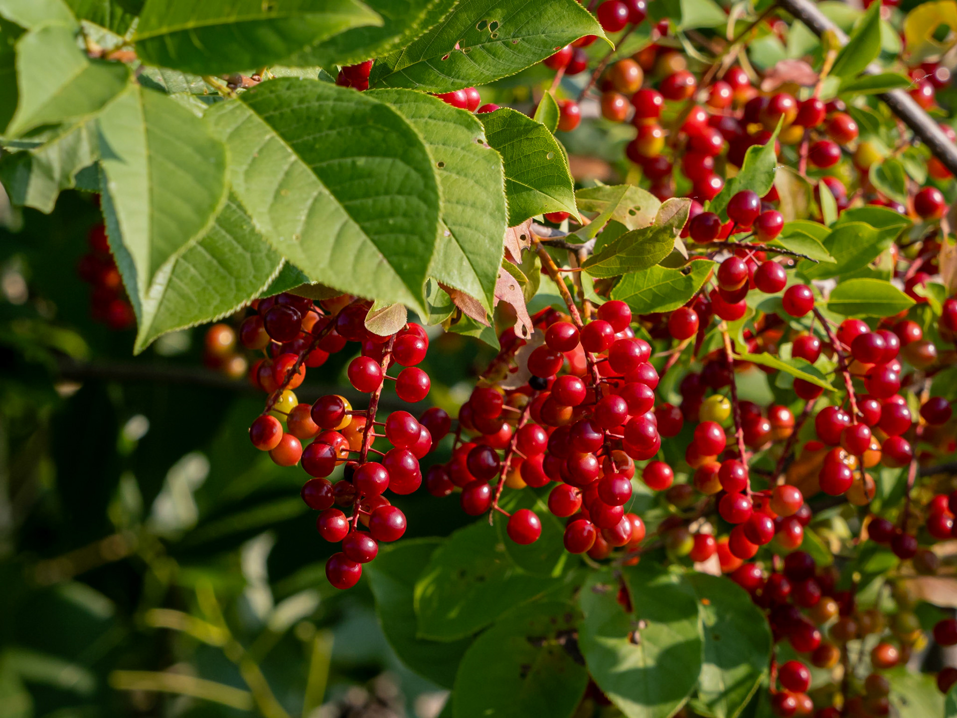 Choke cherries