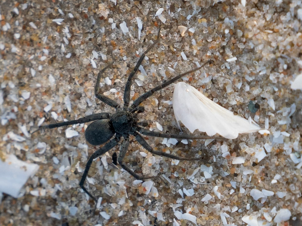 stone spider