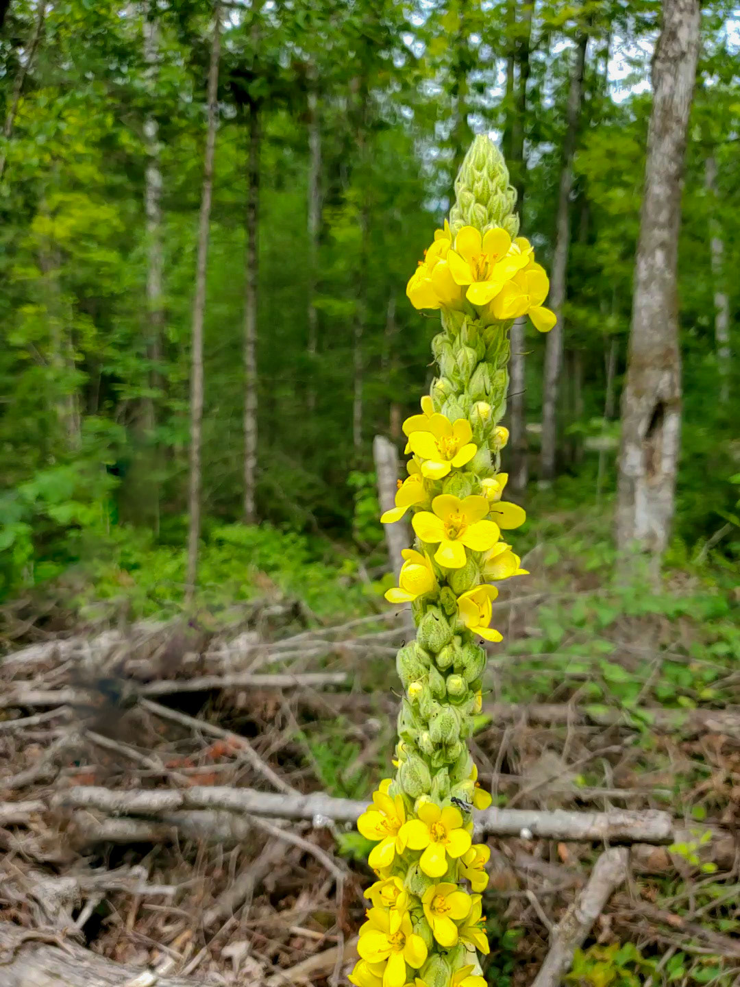 Mullein