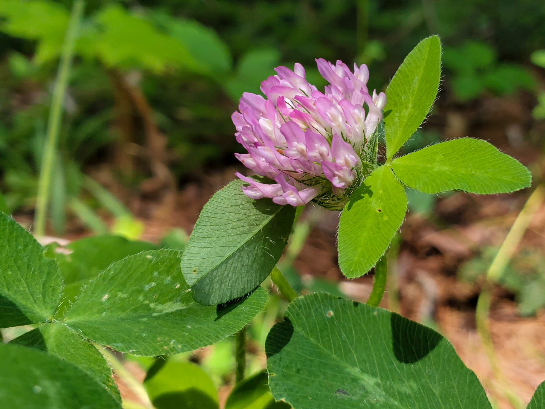 Red Clover