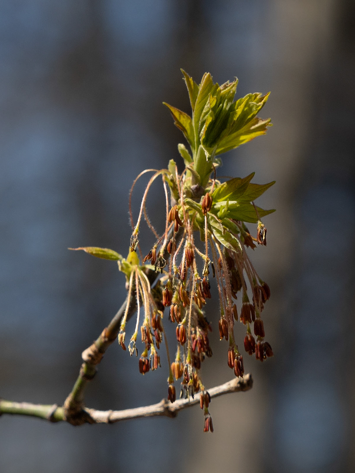 boxelder