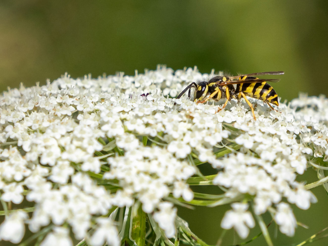 wasp on Queen Ane's lace