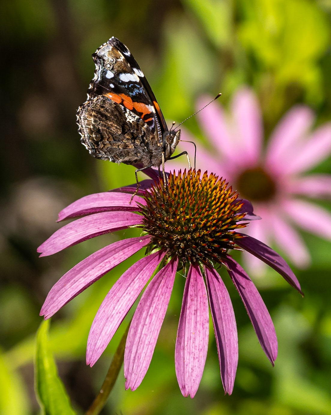 Coneflower and red admiral butterfly