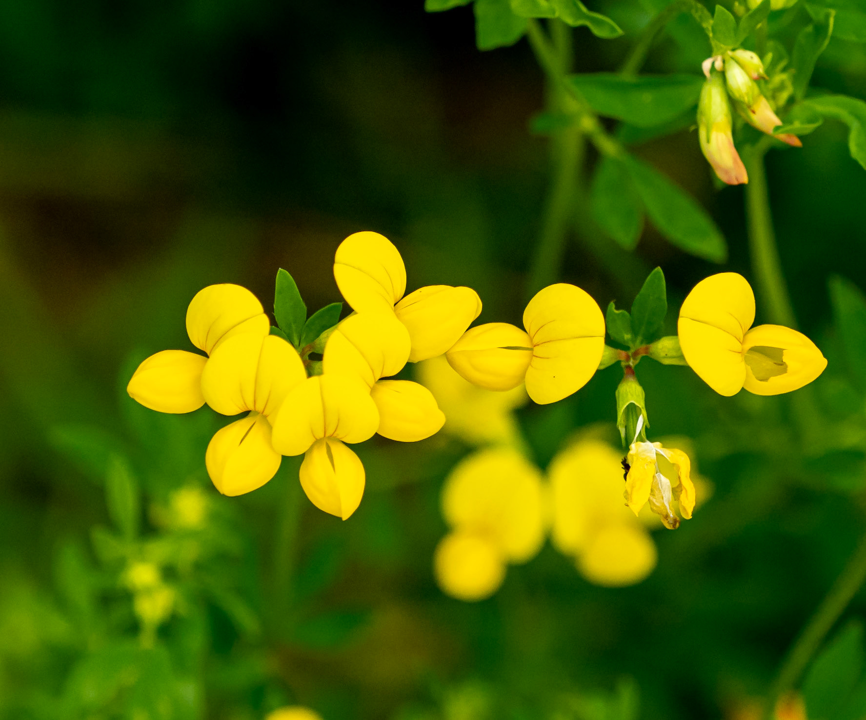 Bird's foot trefoil