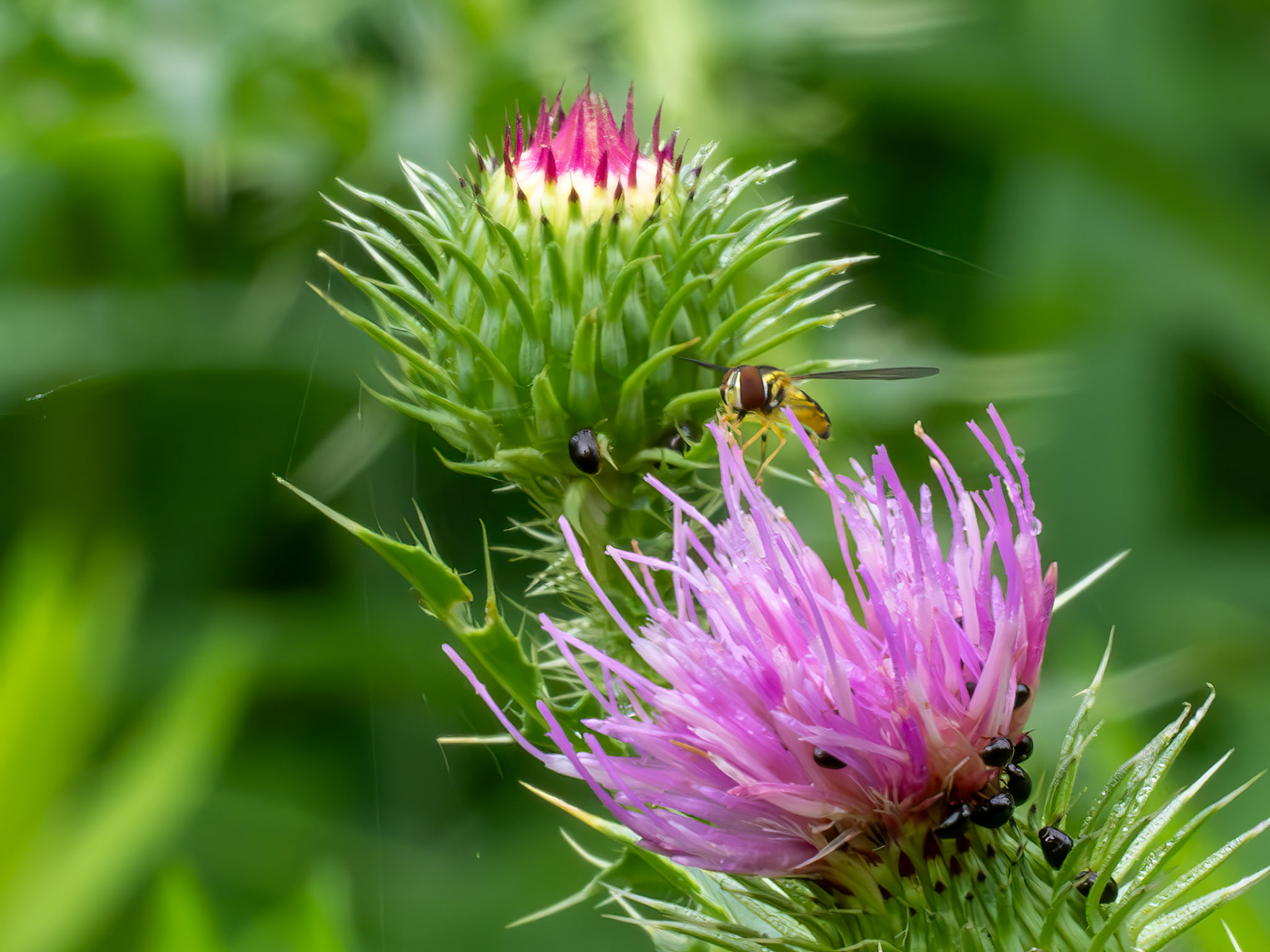 hoverfly