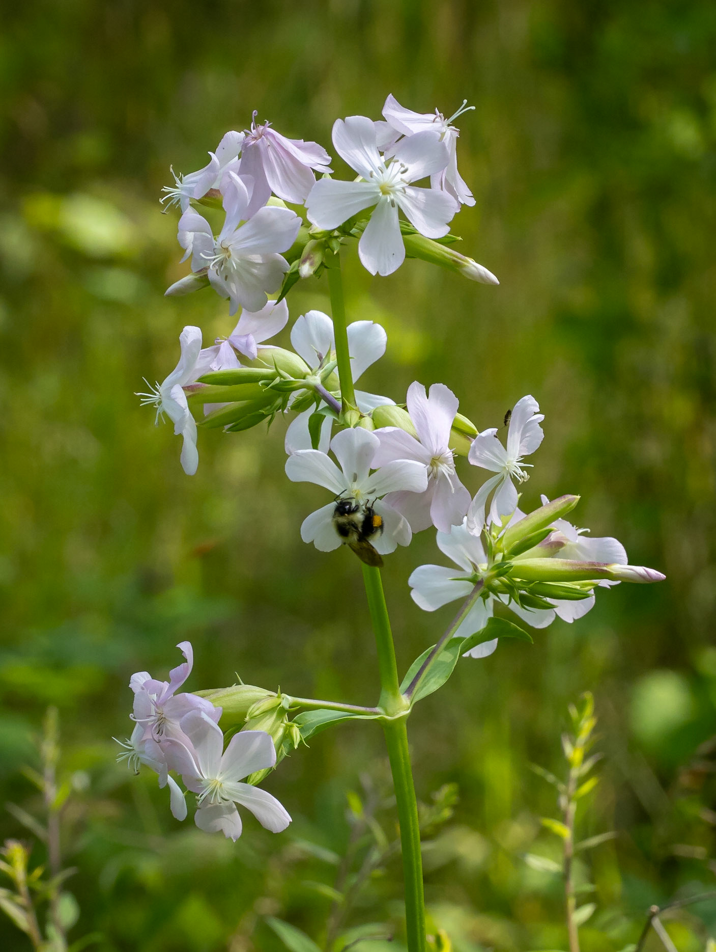 Soapwort