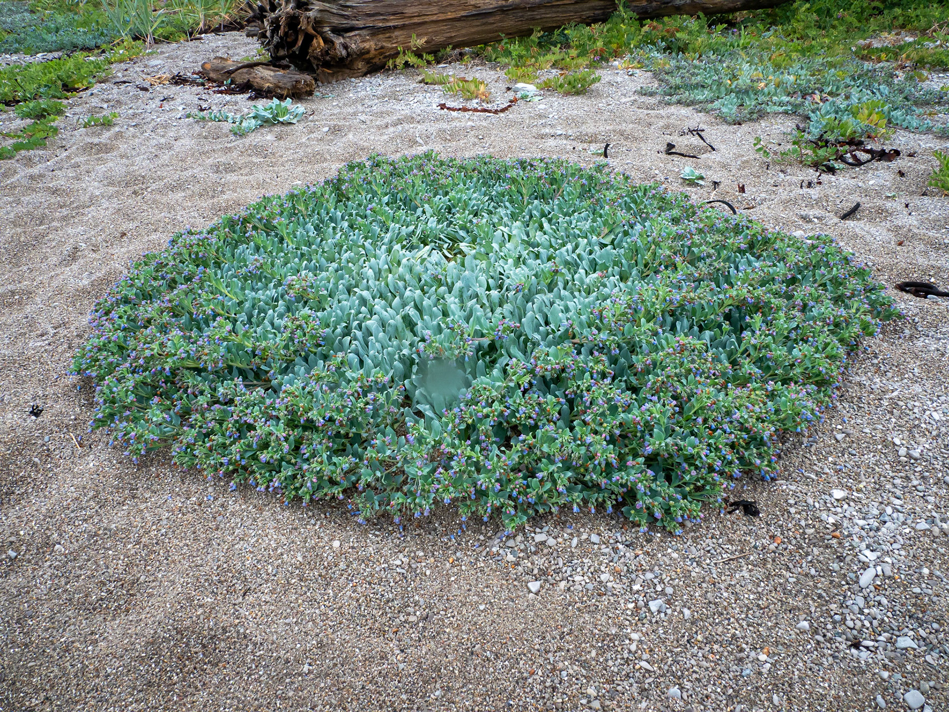 Oysterplant