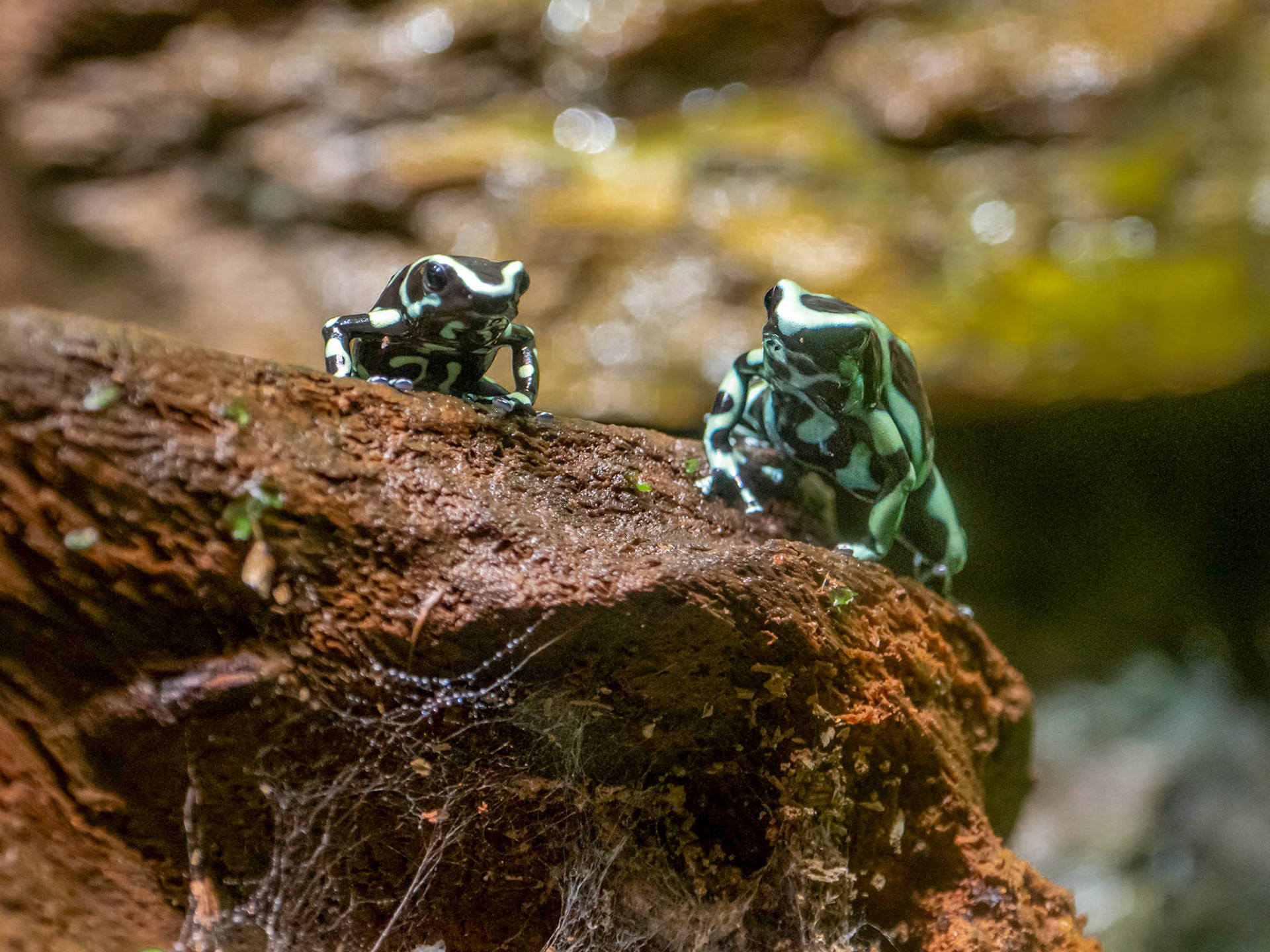 Poison dart frog