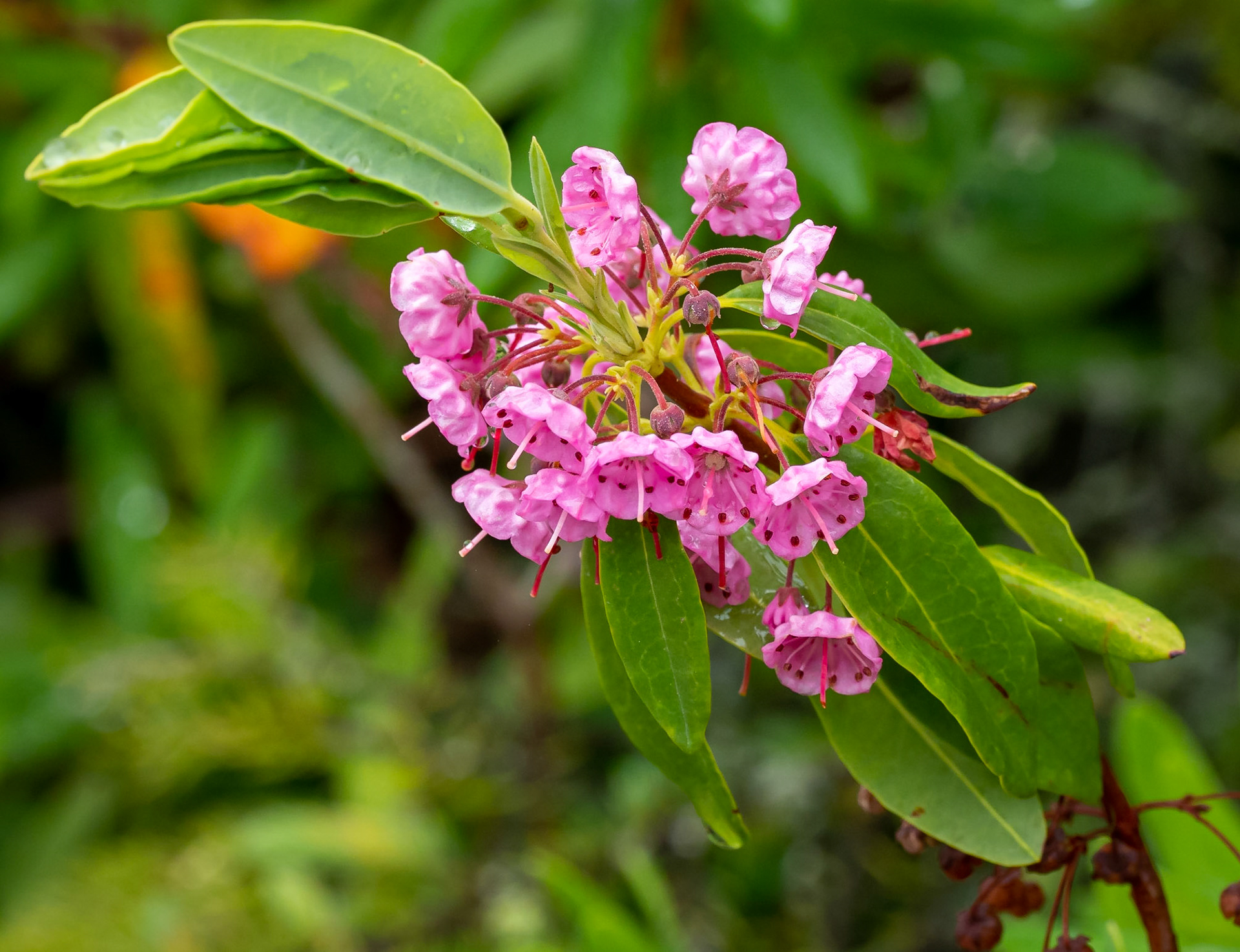 Sheep laurel