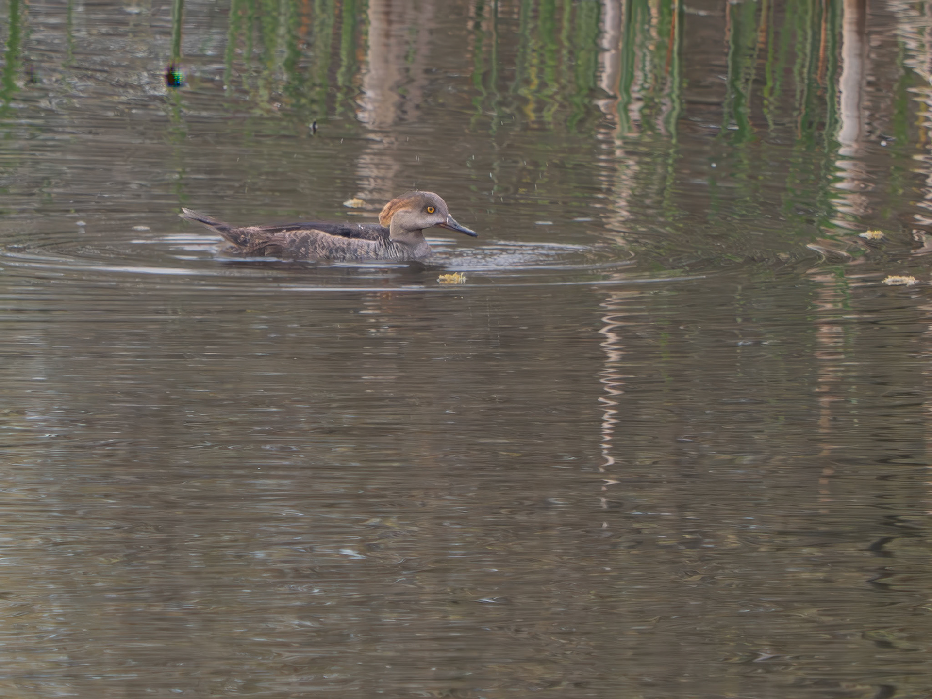 Female hooded merganser