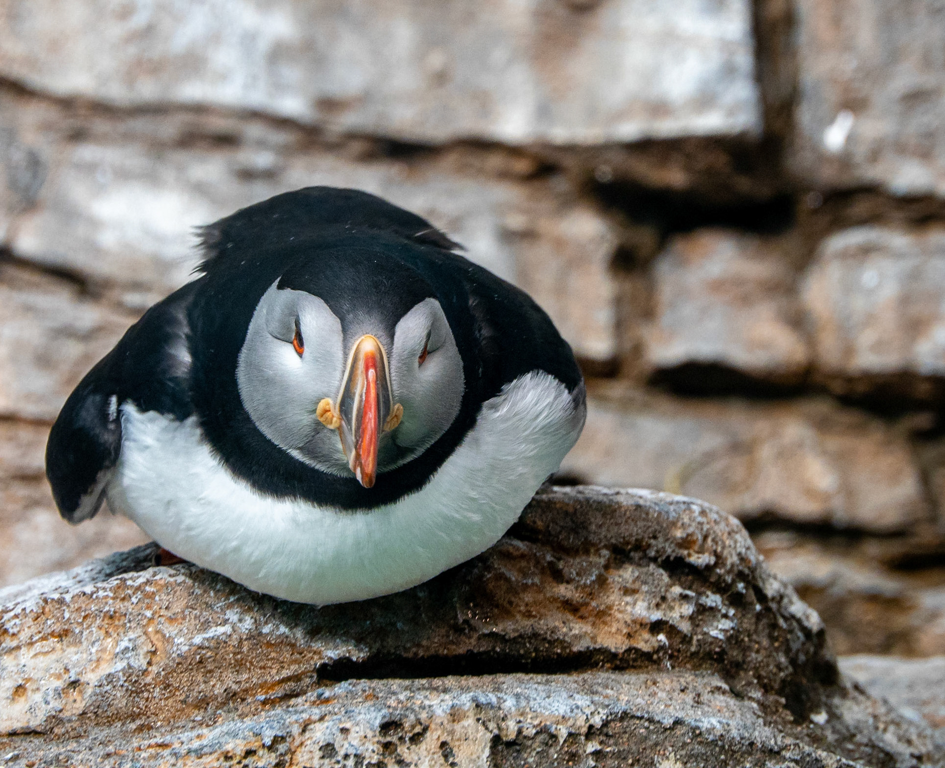 Puffin