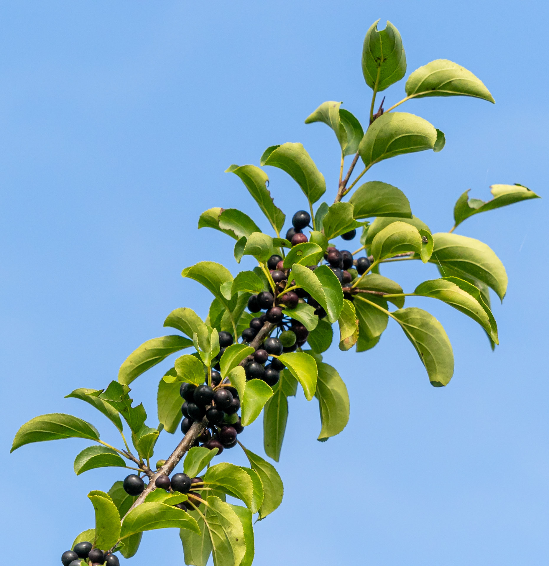 Buckthorn
