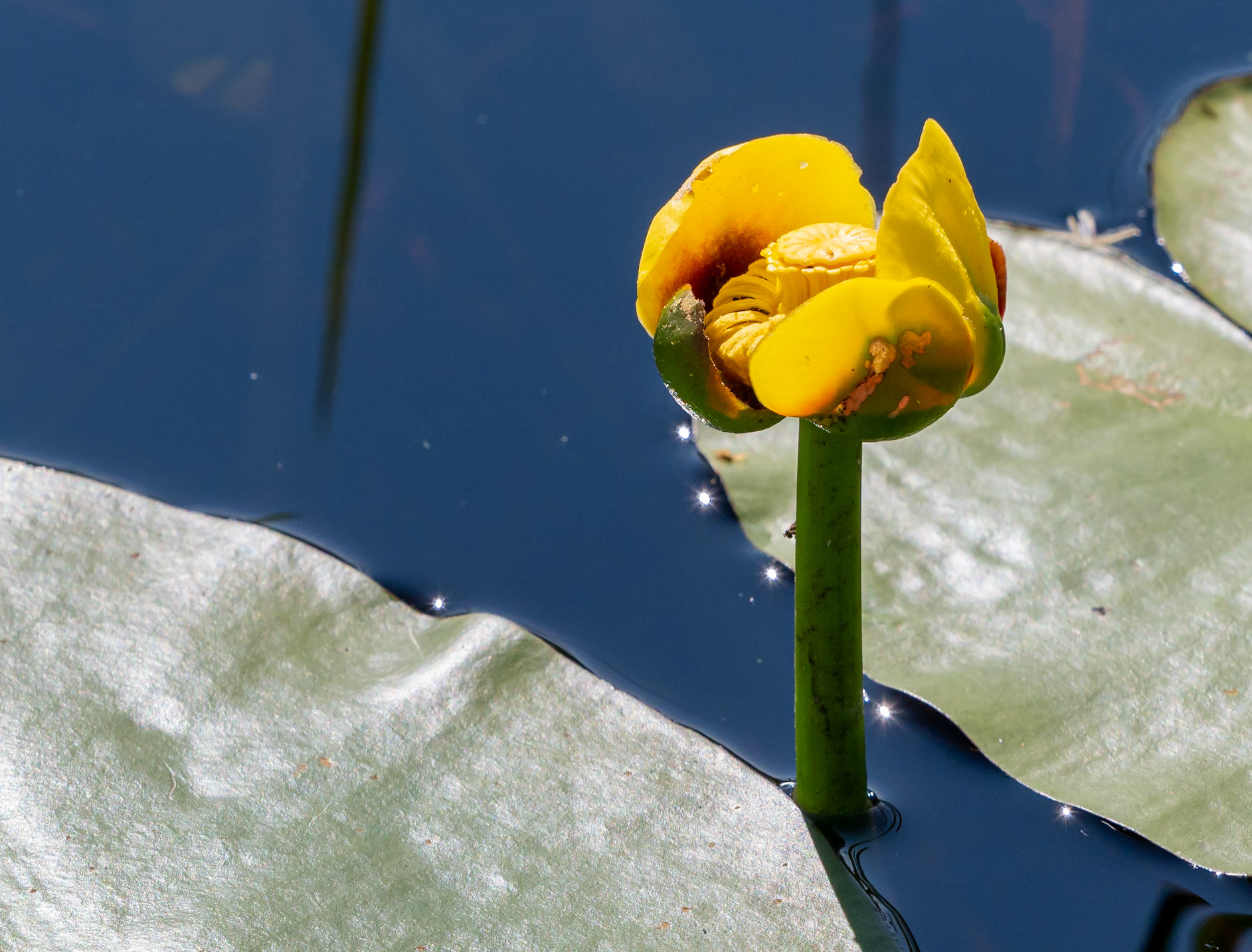Yellow Water Lily