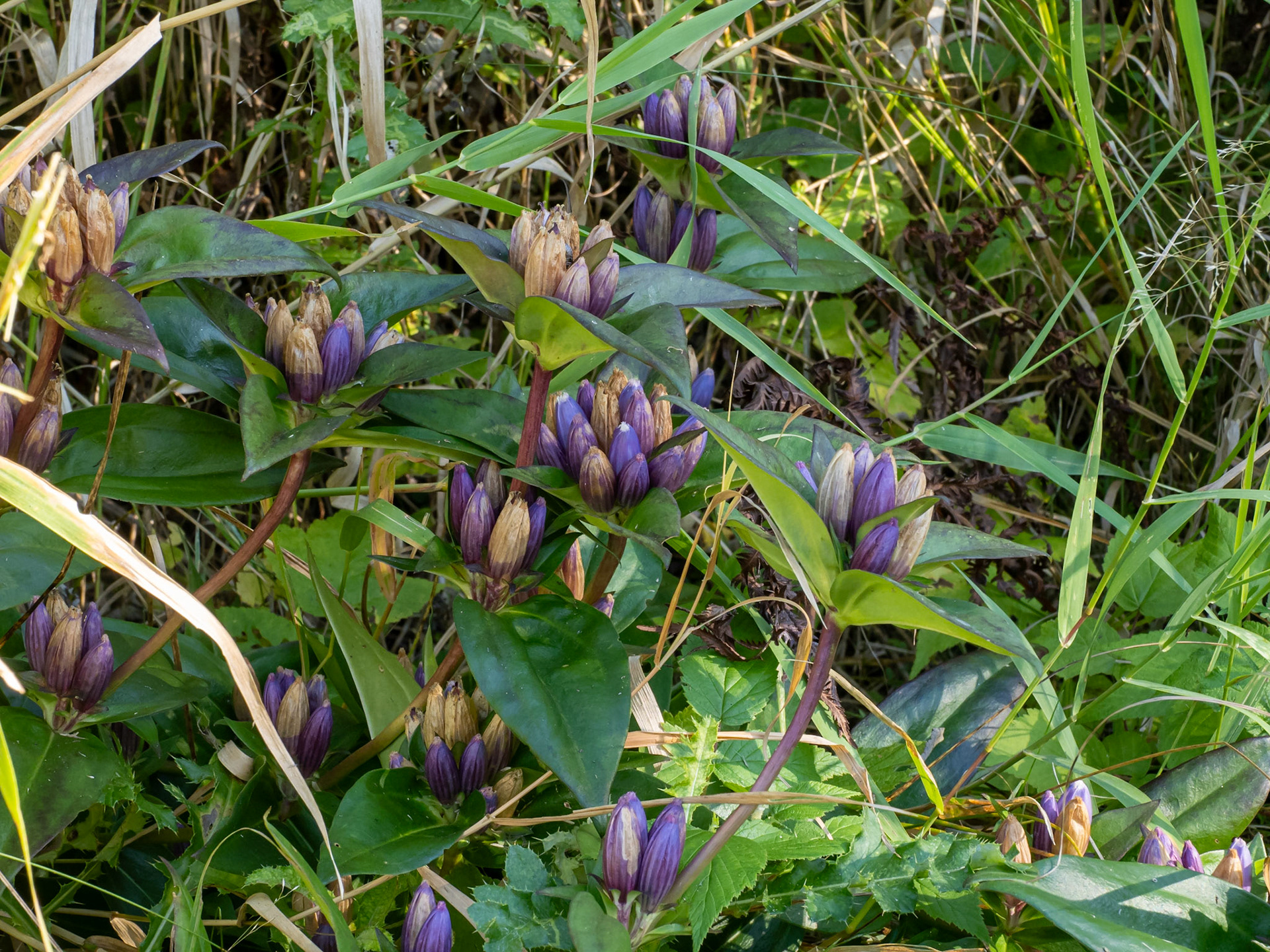 Bottle gentian