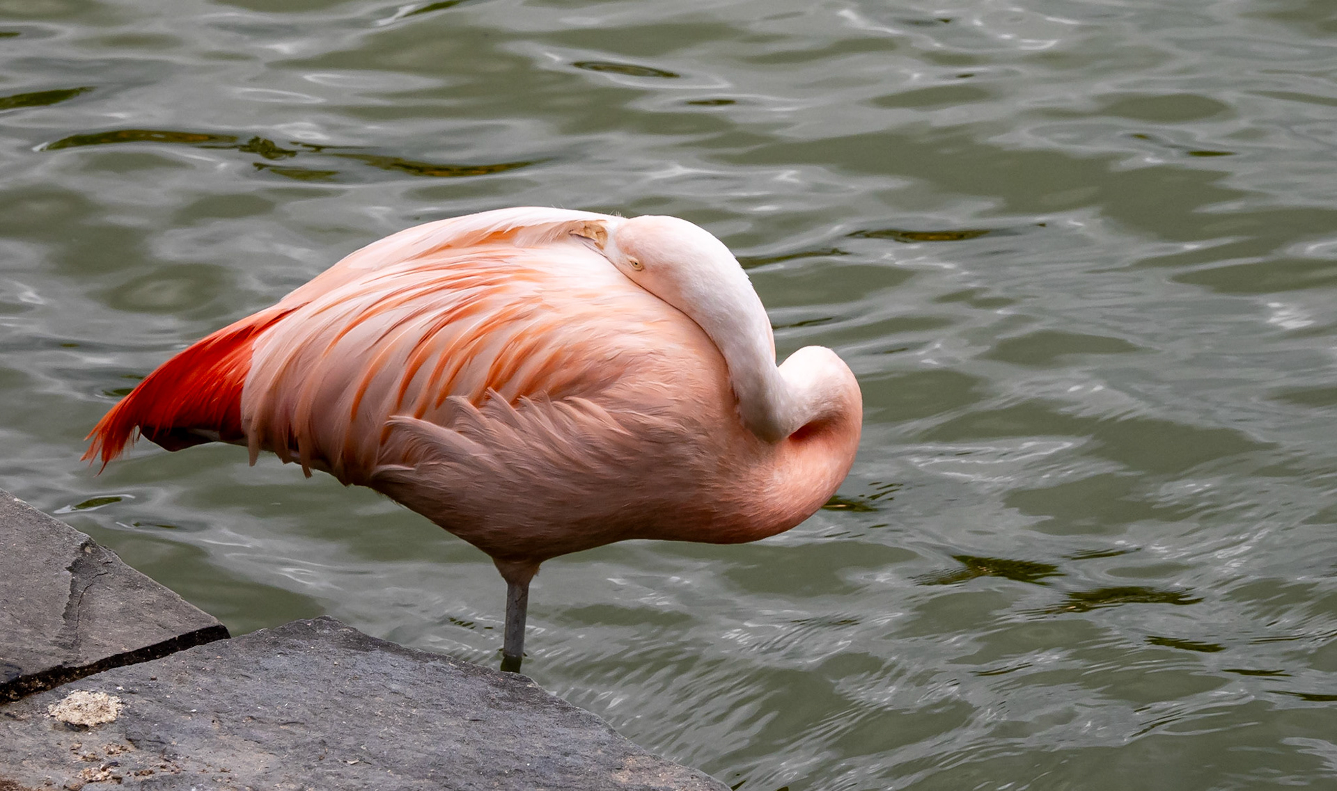 Flamingo