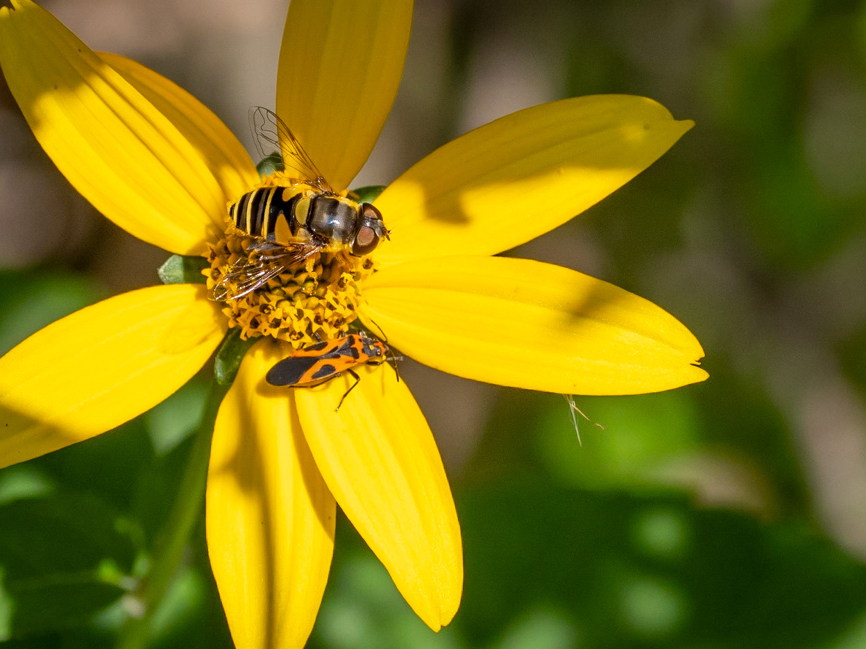 Transverse-banded Flower Fly, false milkweed bug on a woodland sunflower