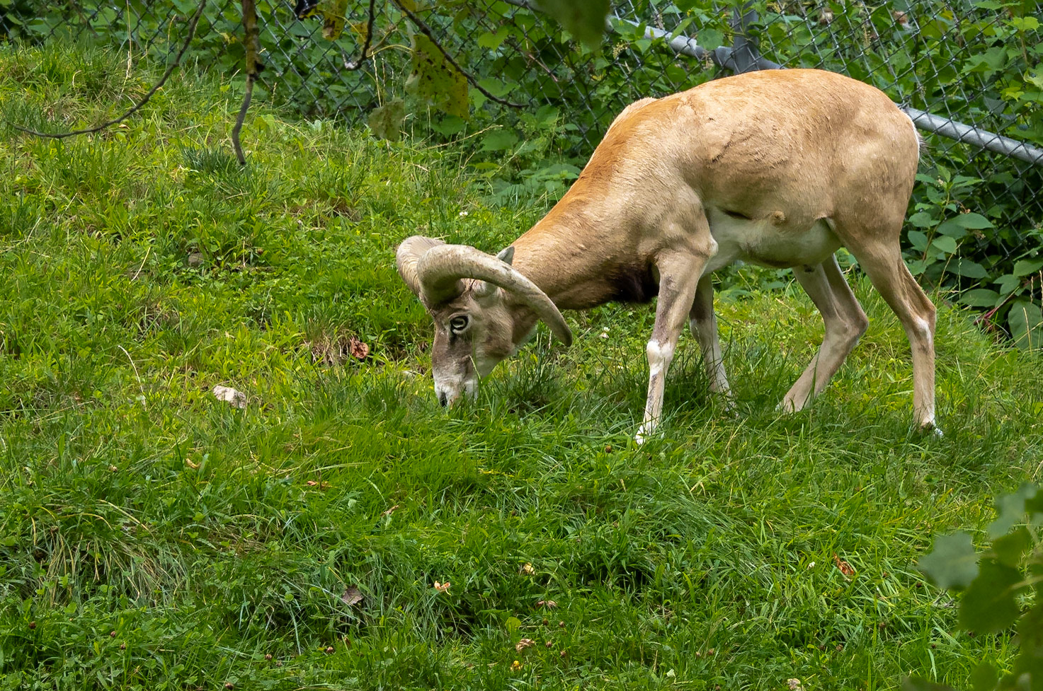 Male armenian mouflon