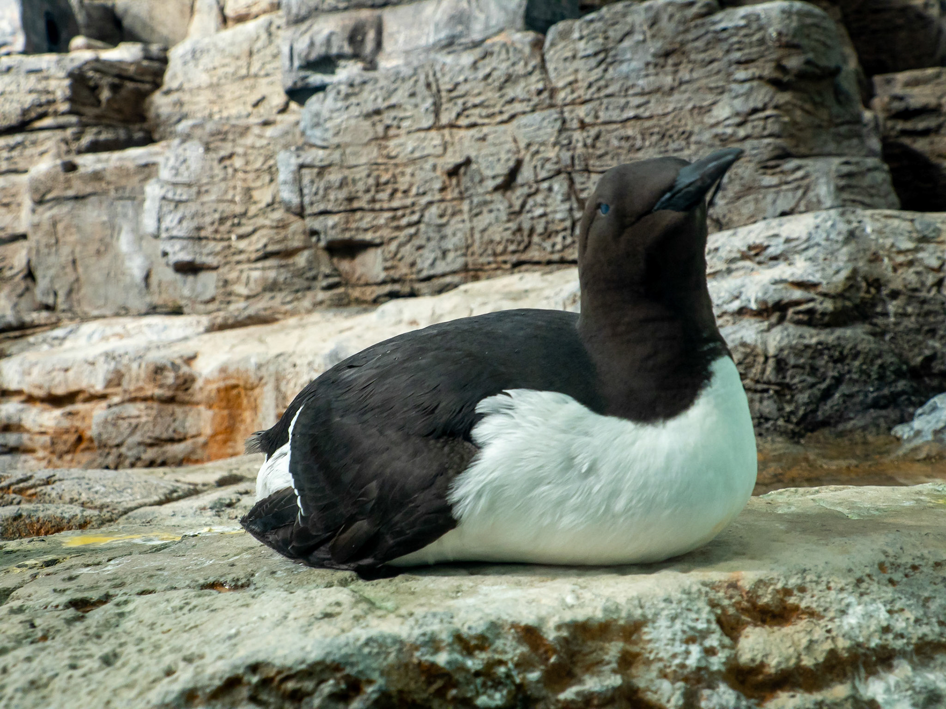 Common murre