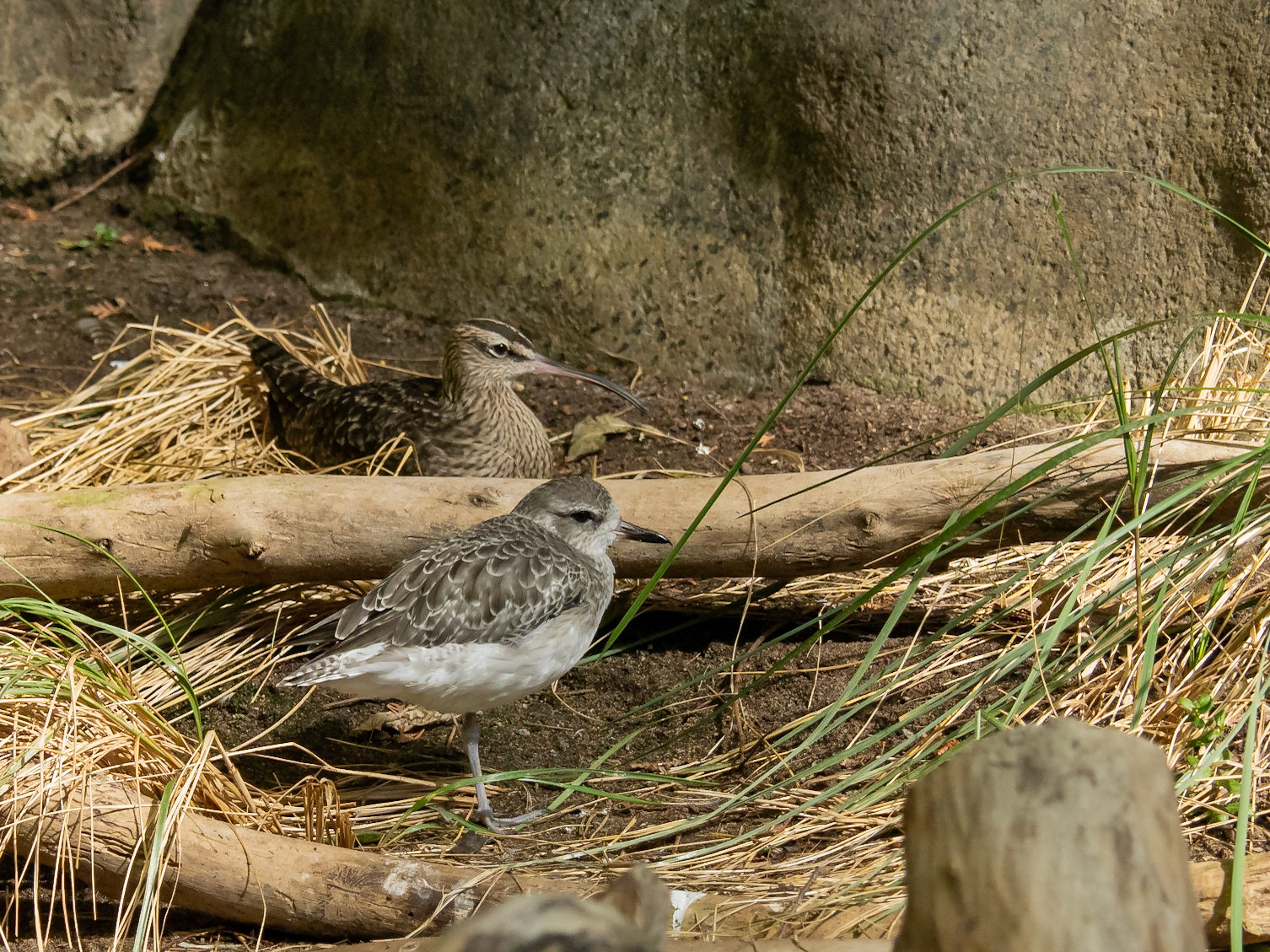 Whimbrel (R), Plover (F)