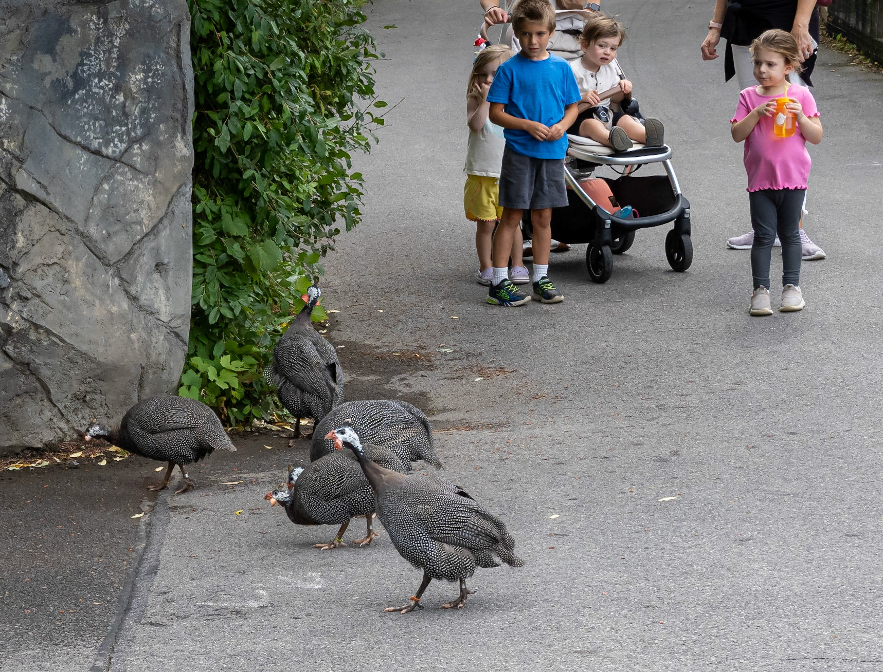 Guinea fowl