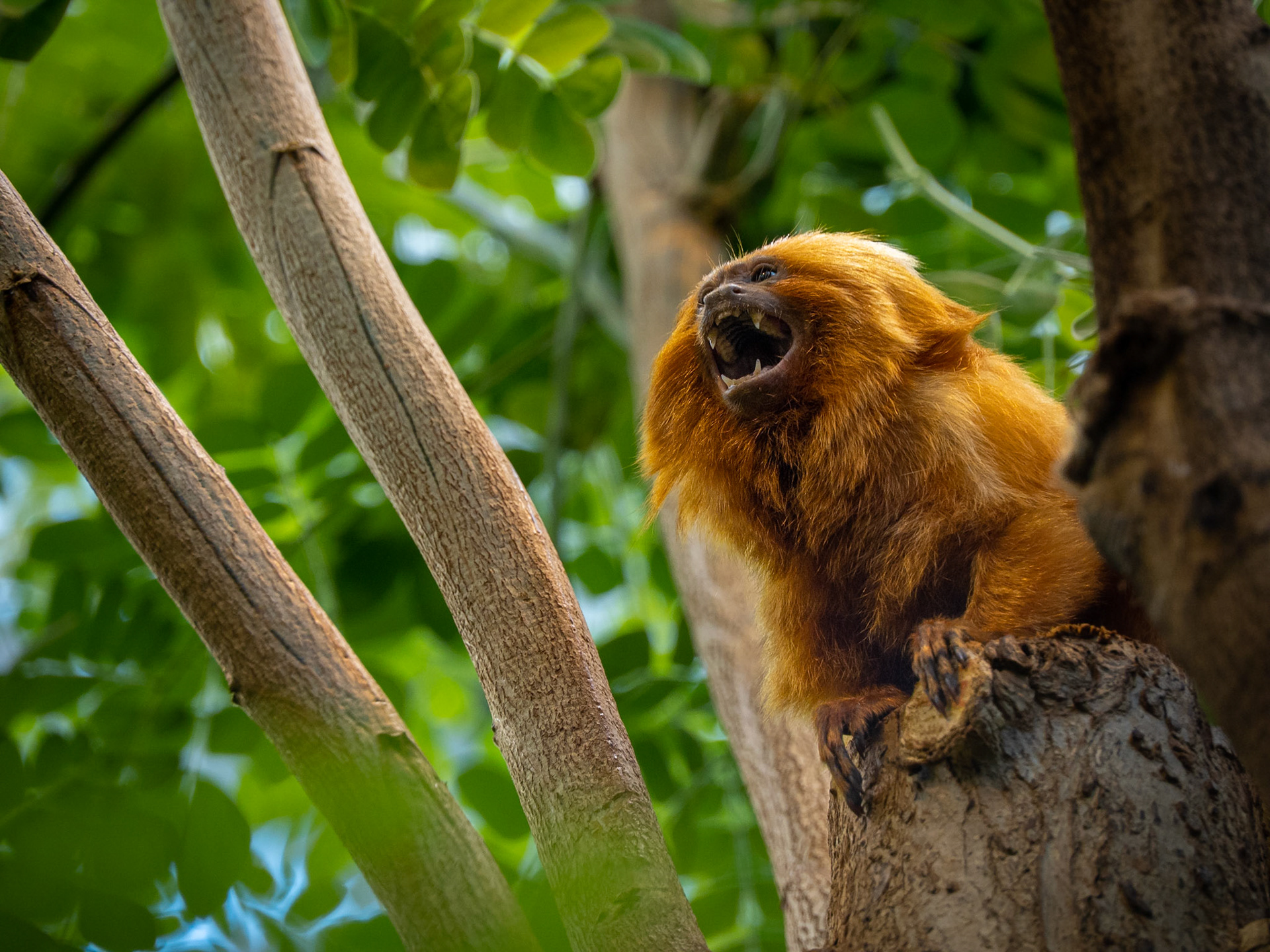 Golden lion tamarin showing off it's teeth.....