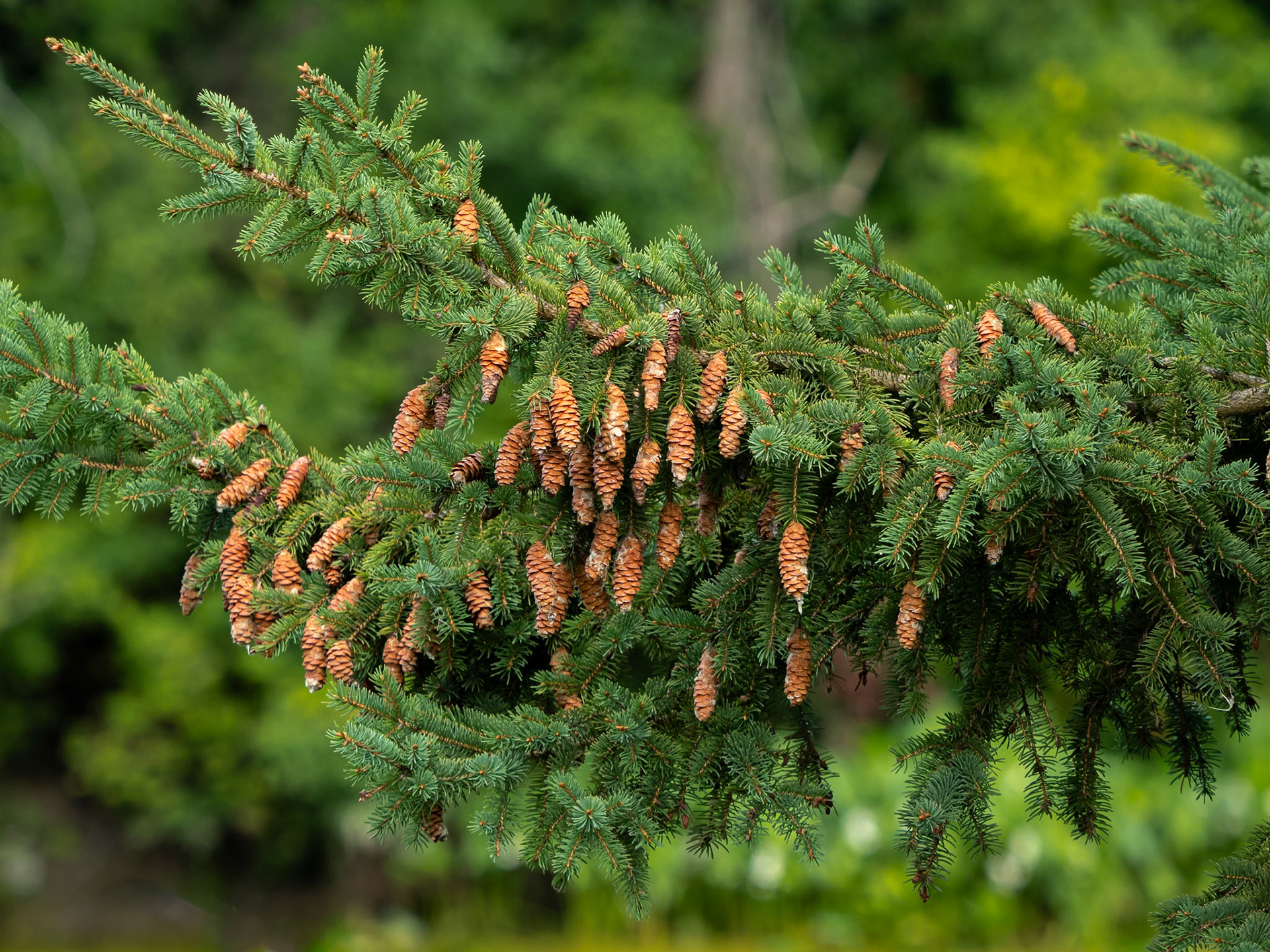 spruce cones