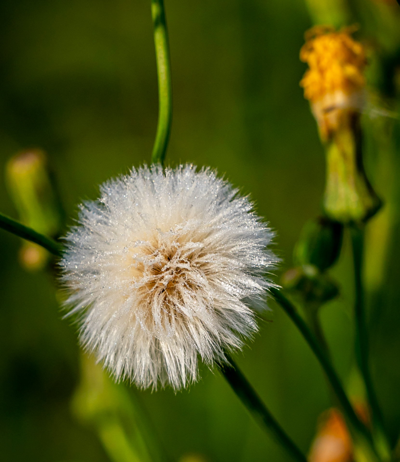 sow thistle seed head
