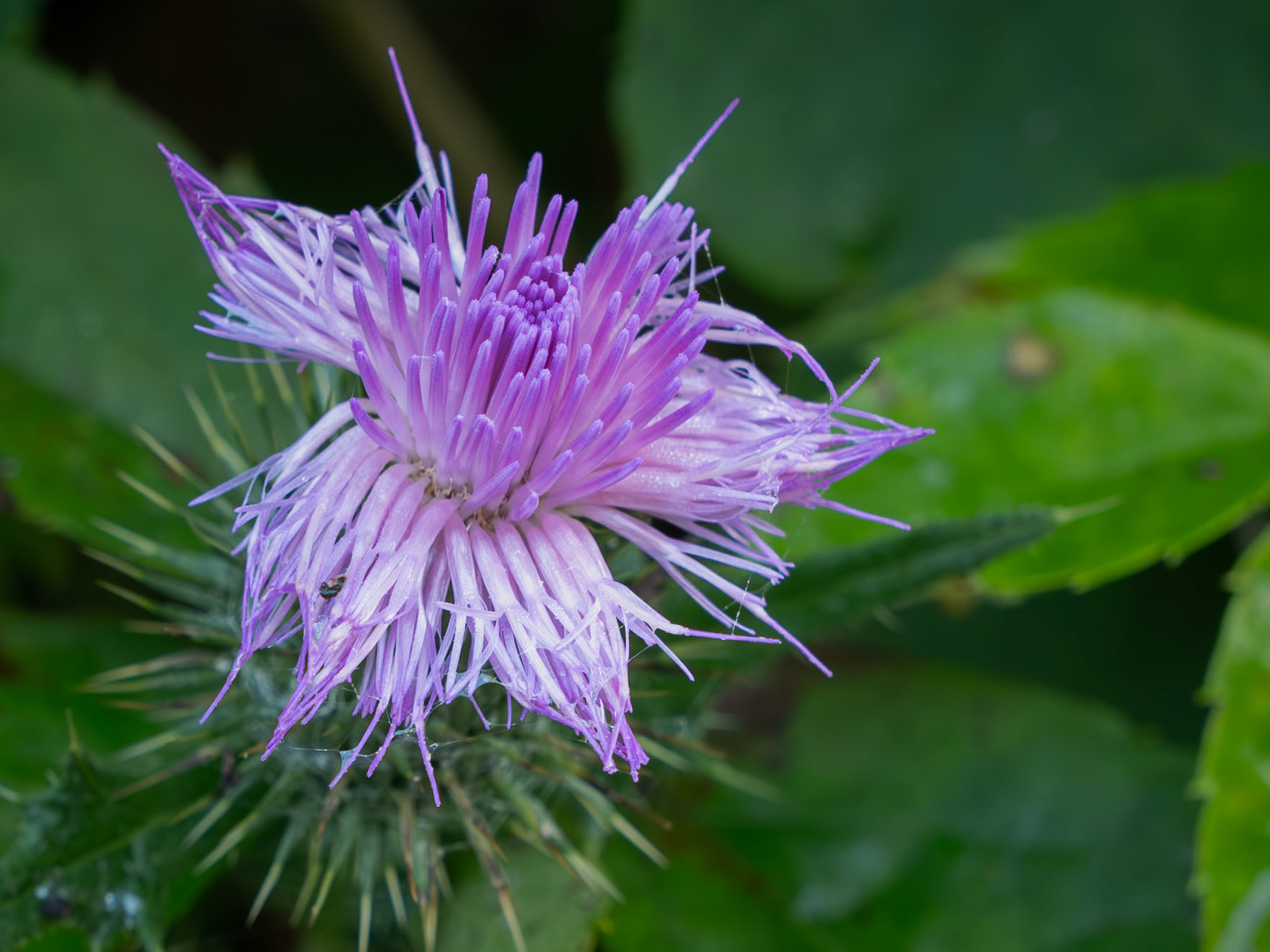 bull thistle