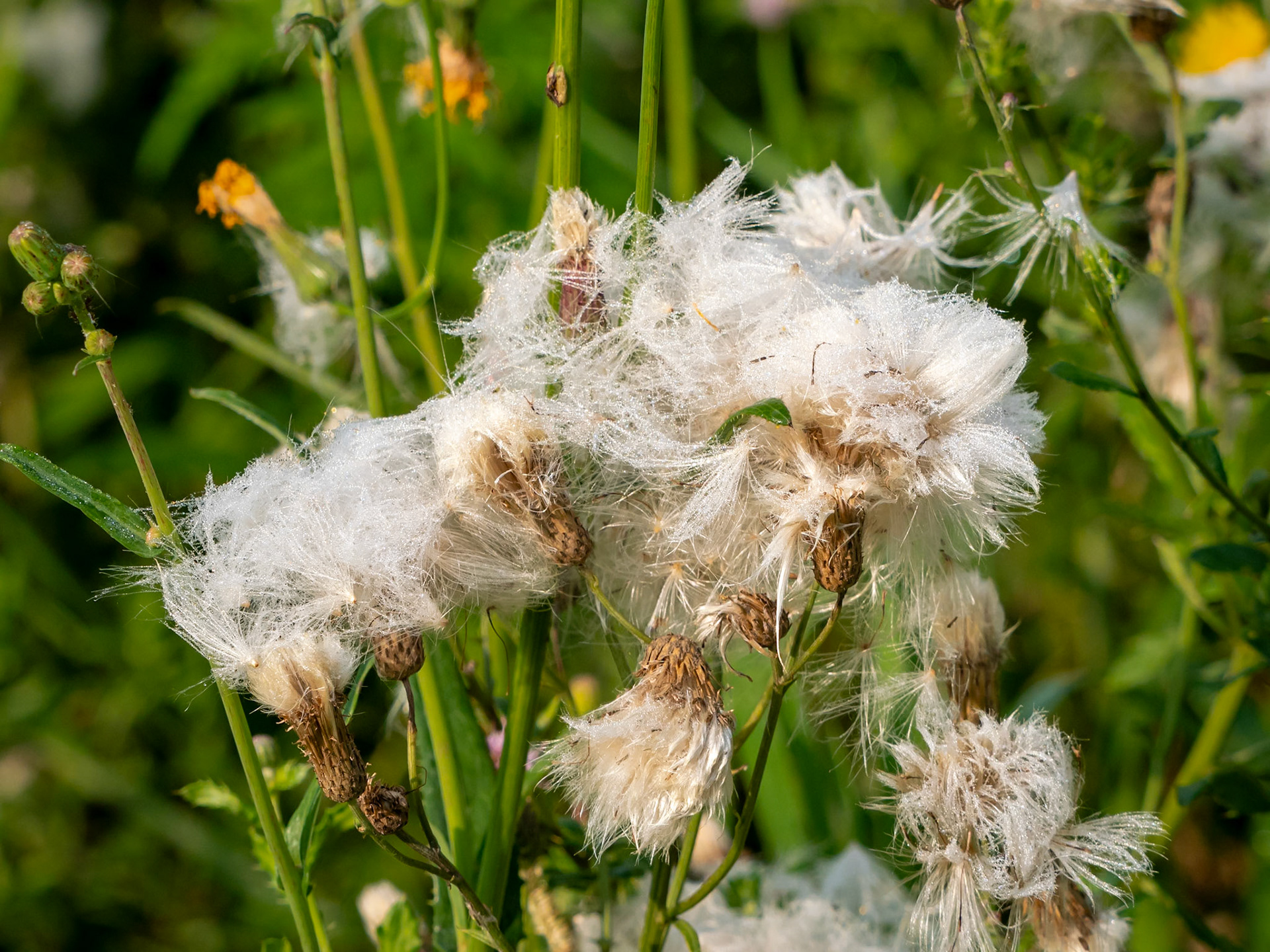 Canada thistle having gone to seed