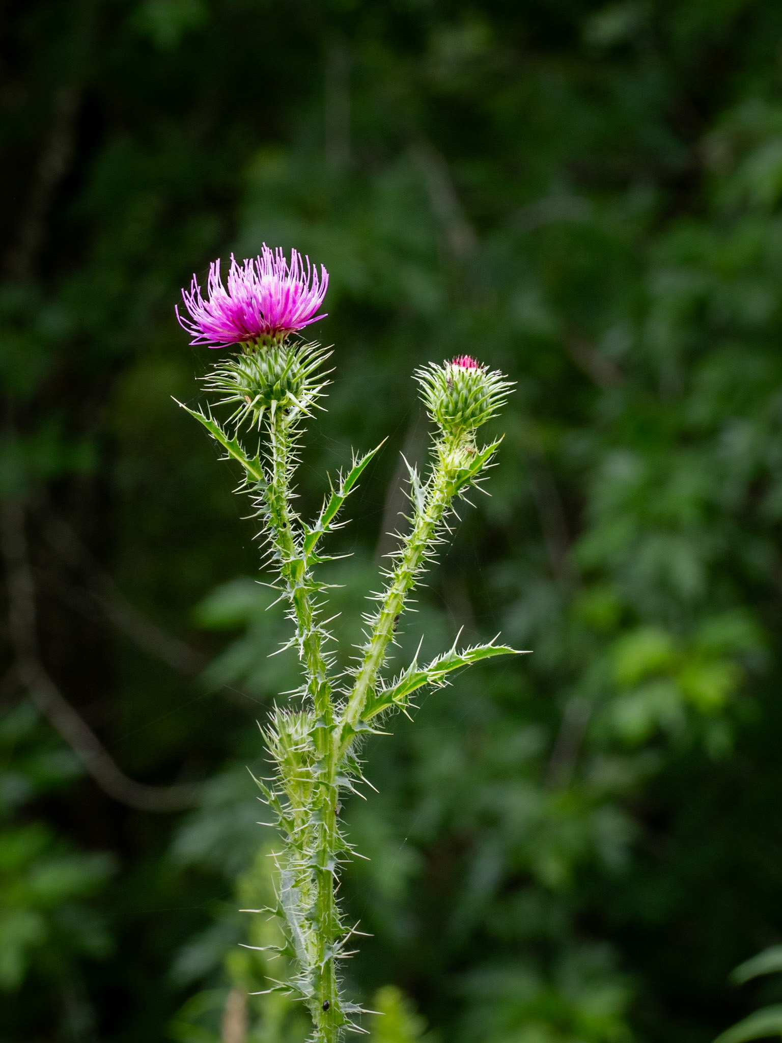 bull thistle