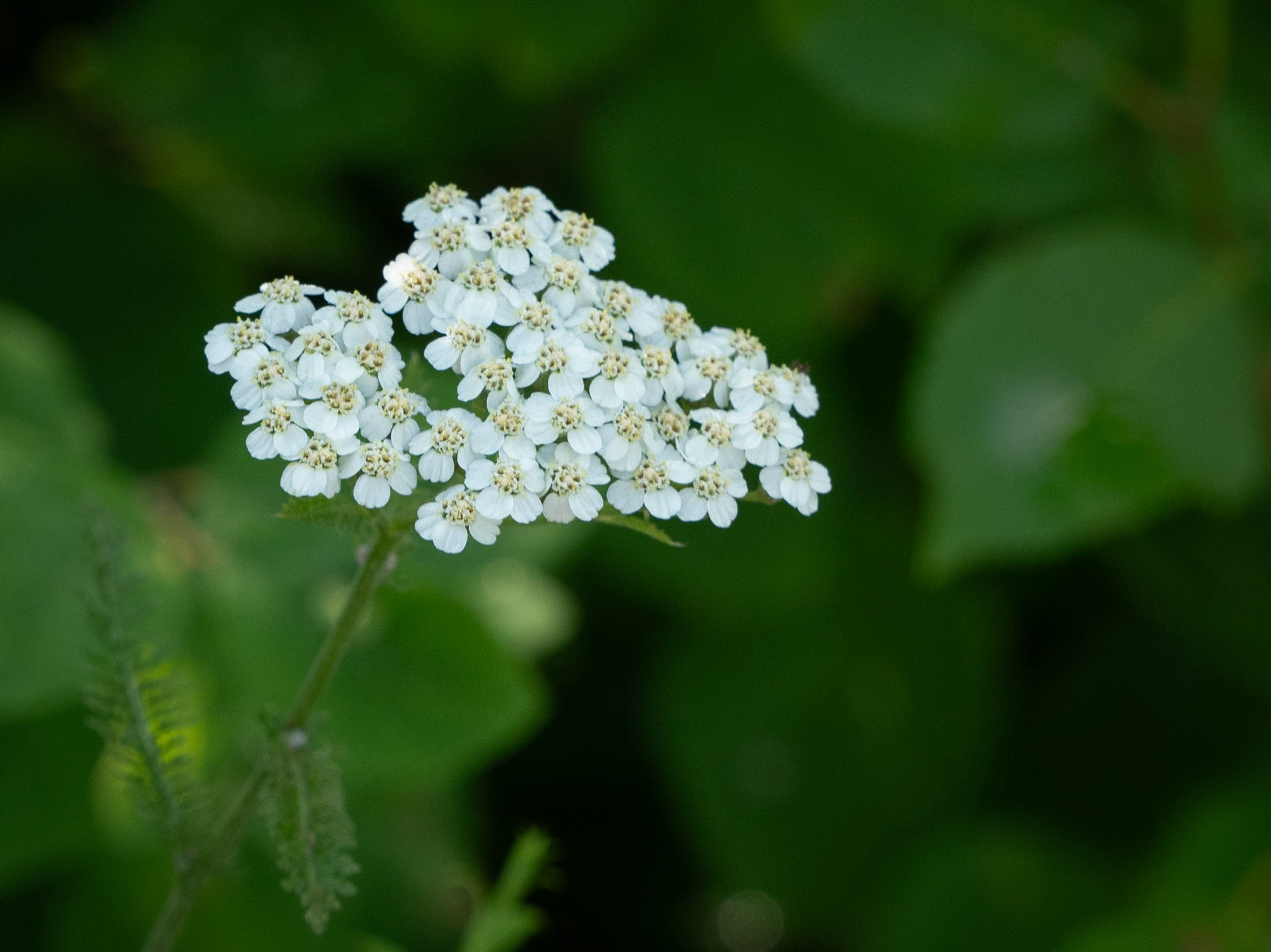 yarrow