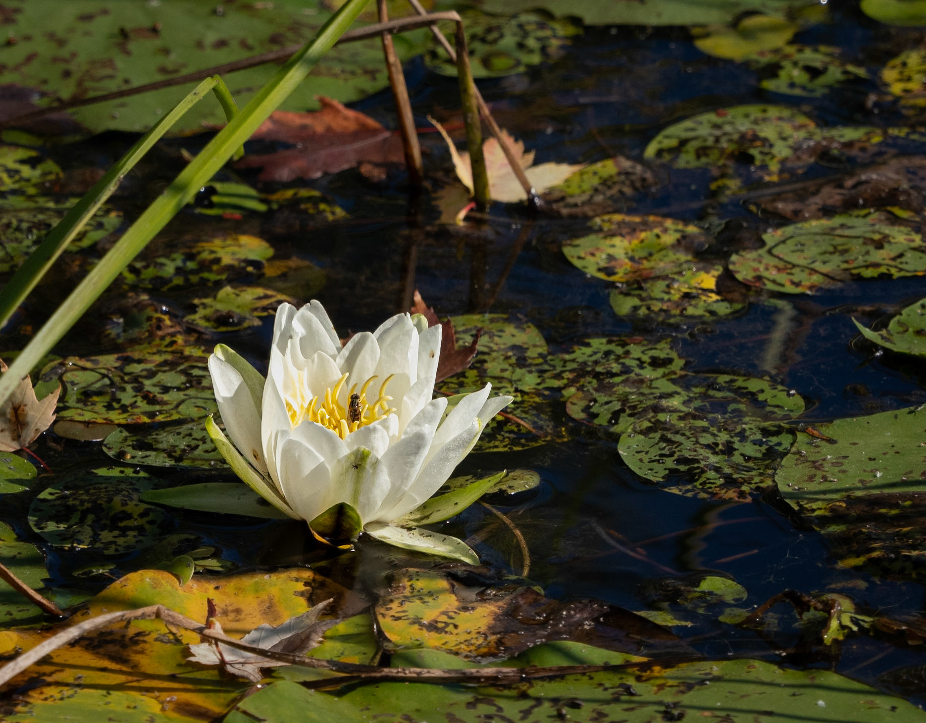 white waterlily