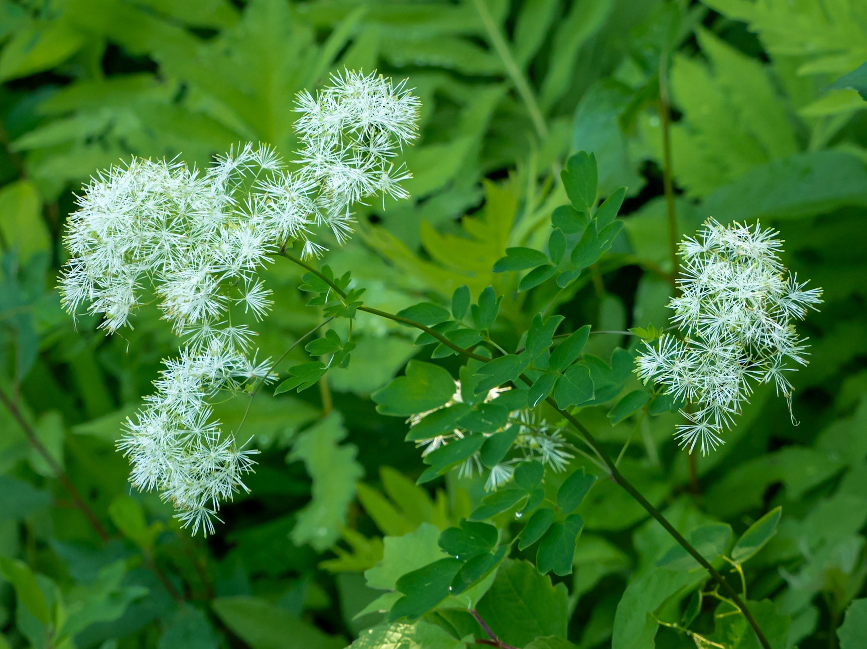 meadow-rue
