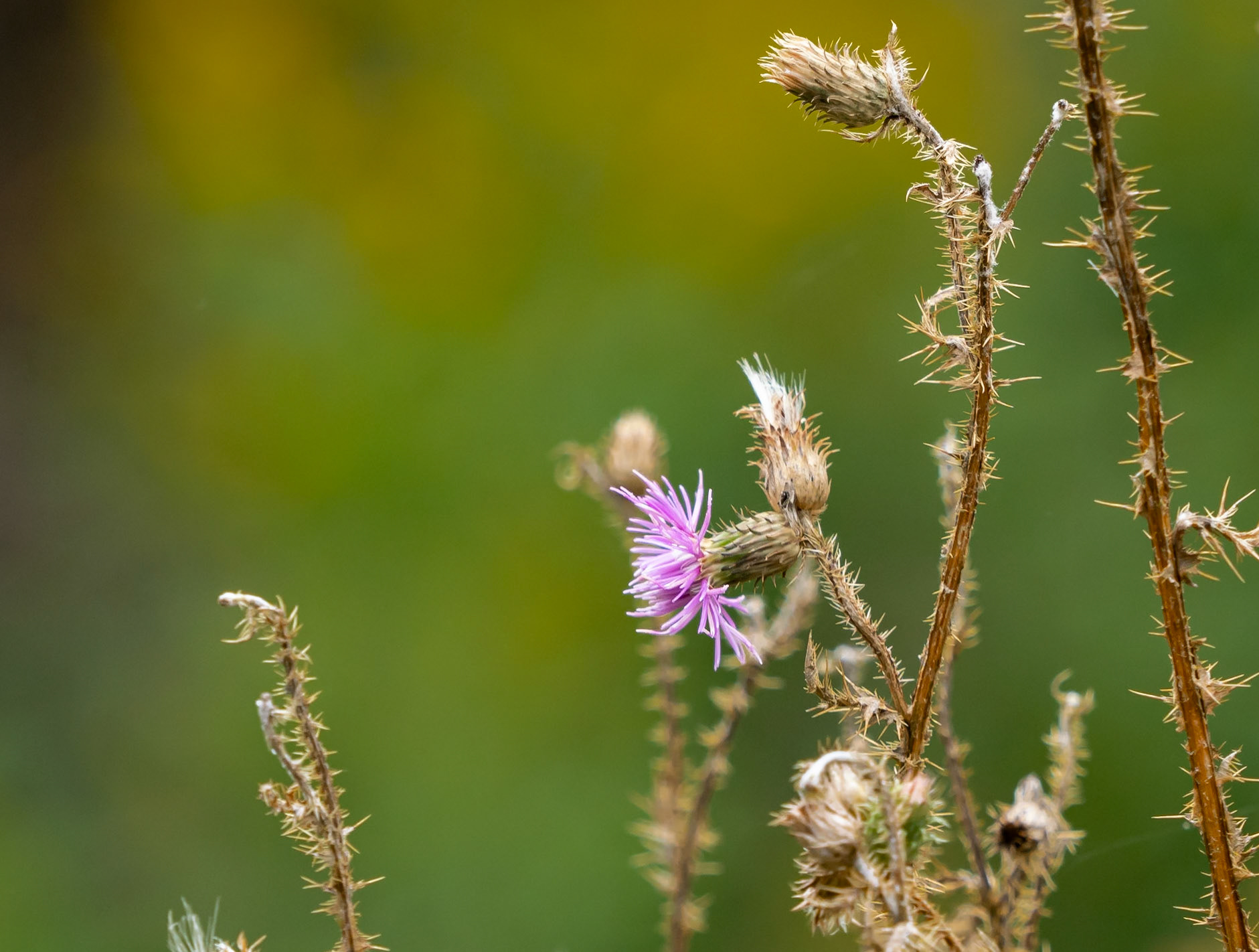 curled thistle