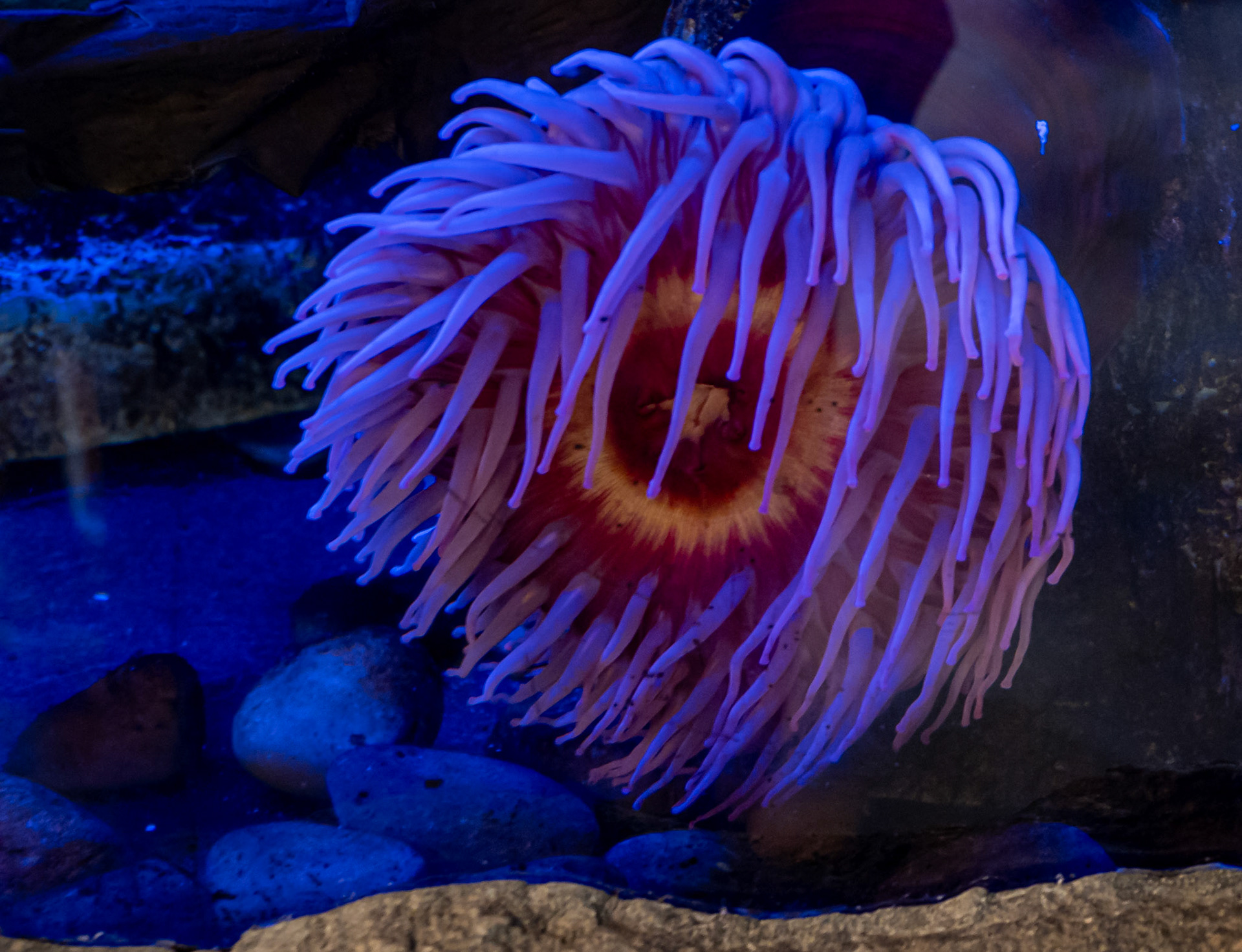Sea anemone