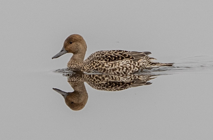 female pintail duck