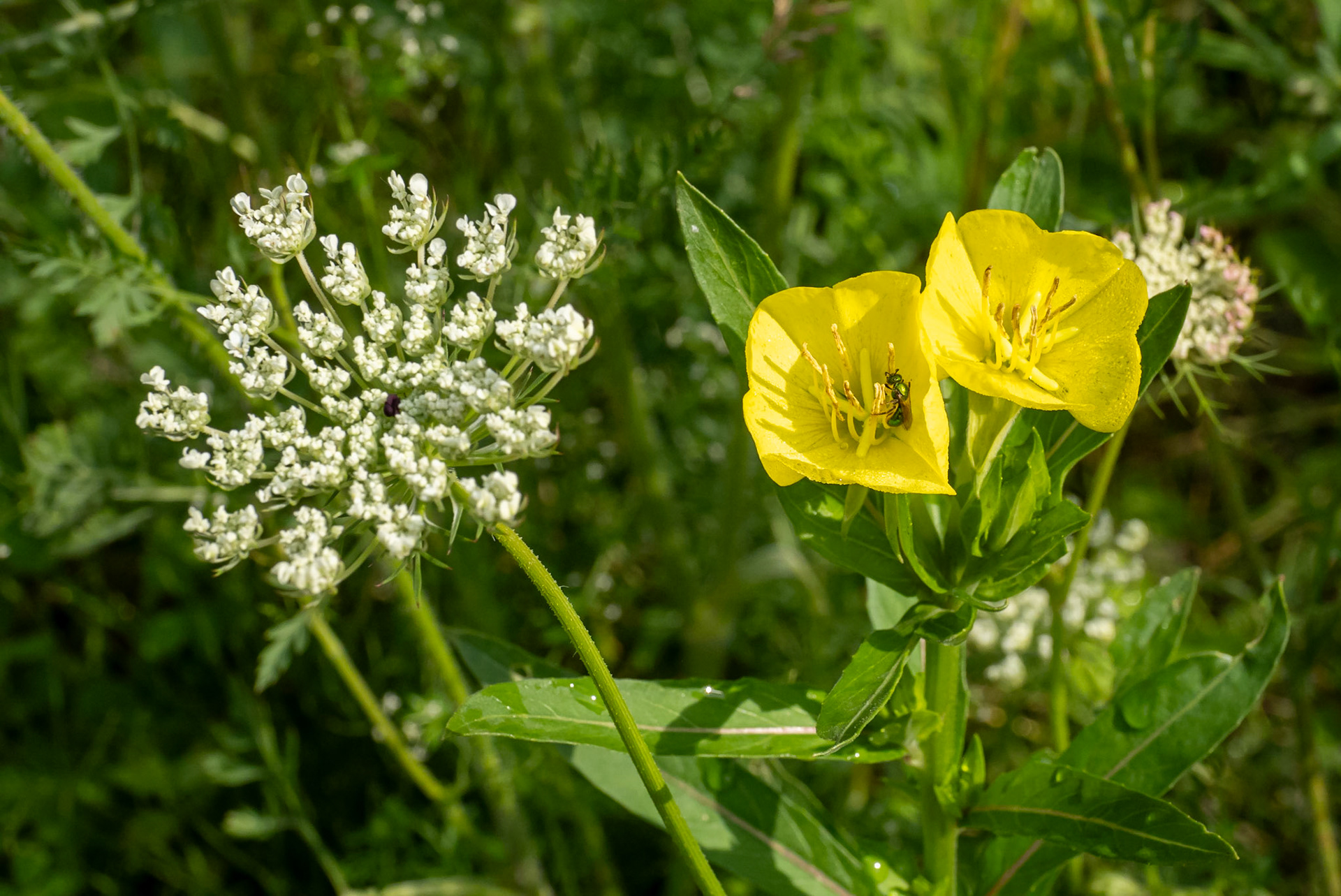 Queen Anne's Lace and Evening Primrose