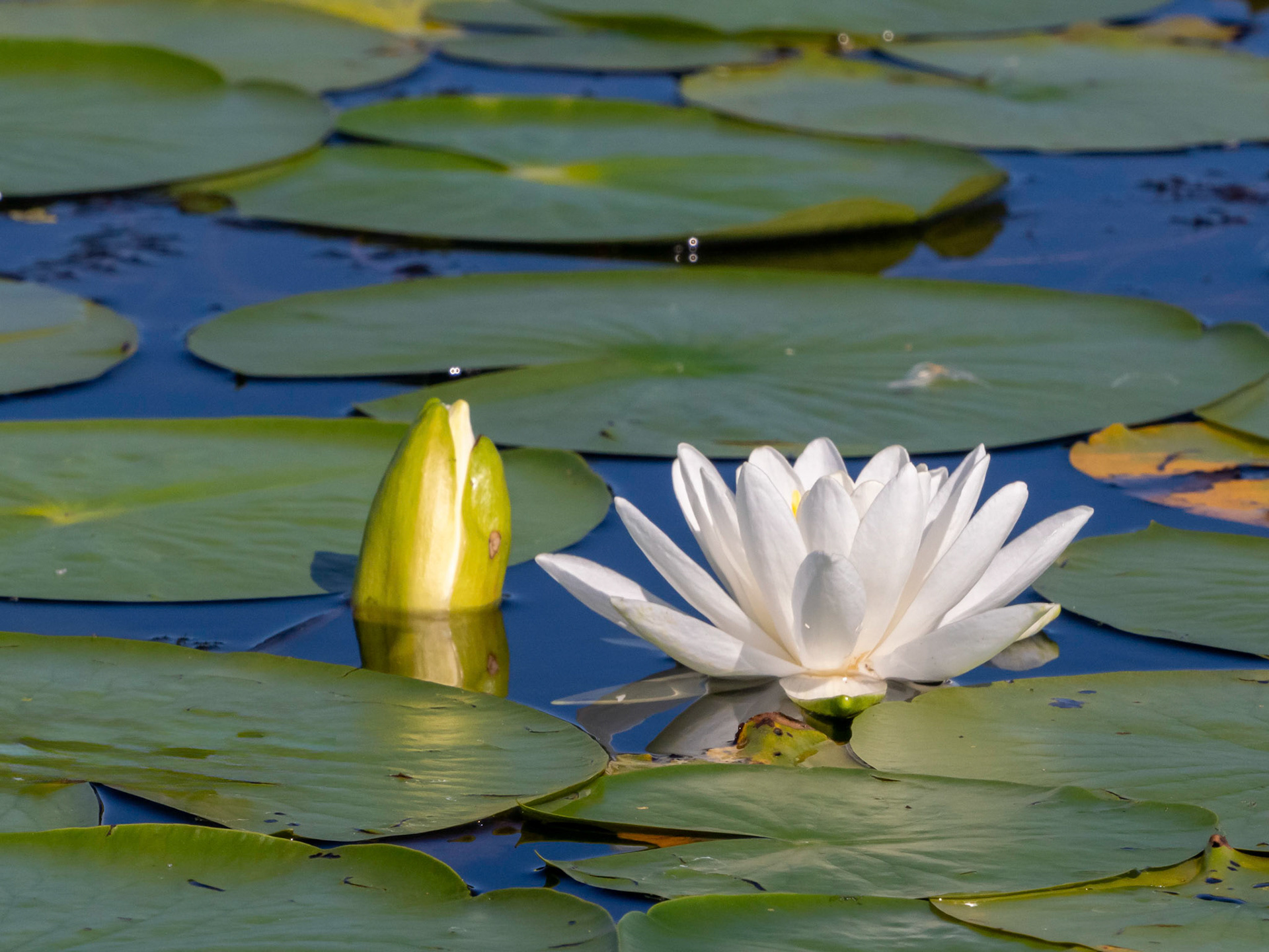 White Water Lily