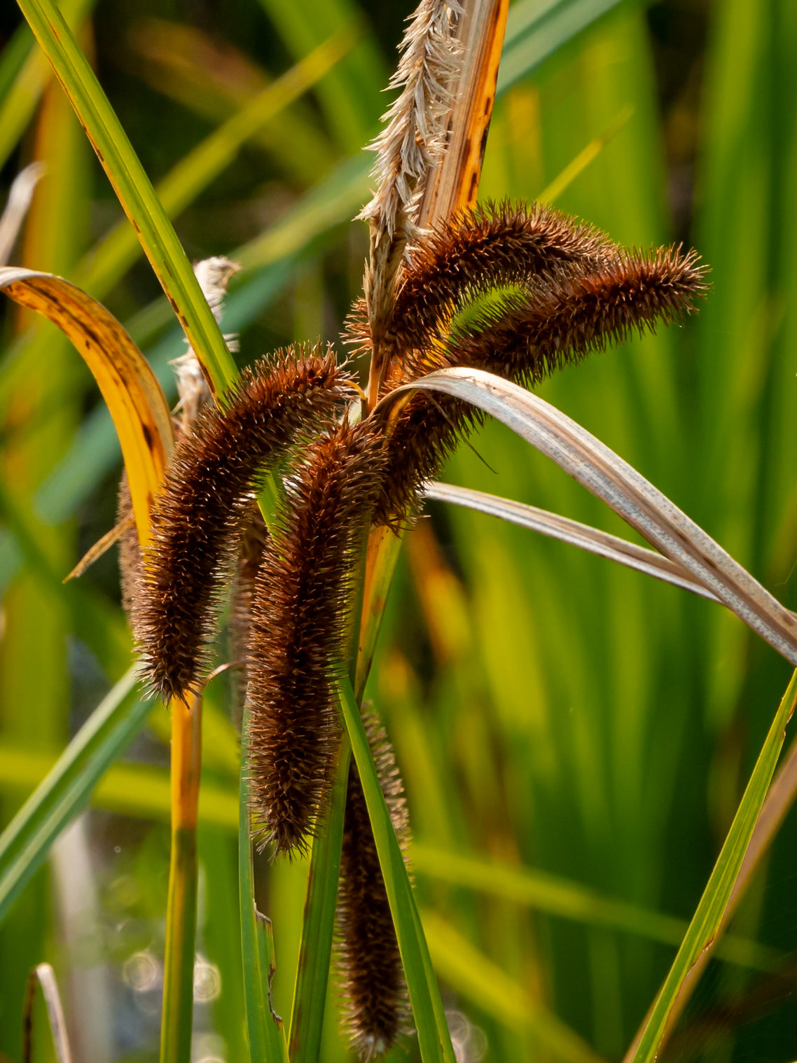 bearded sedge,