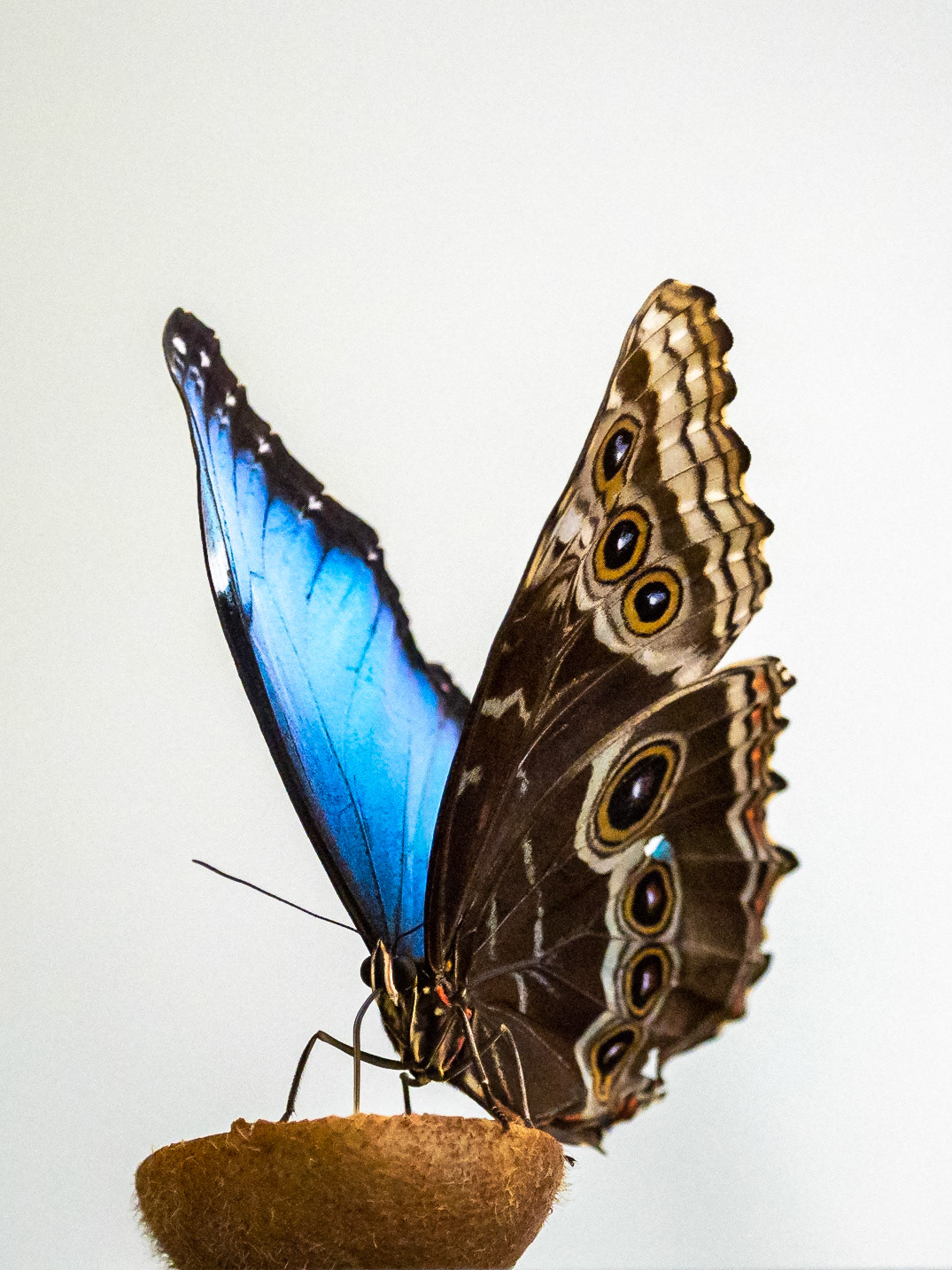 Blue Morpho