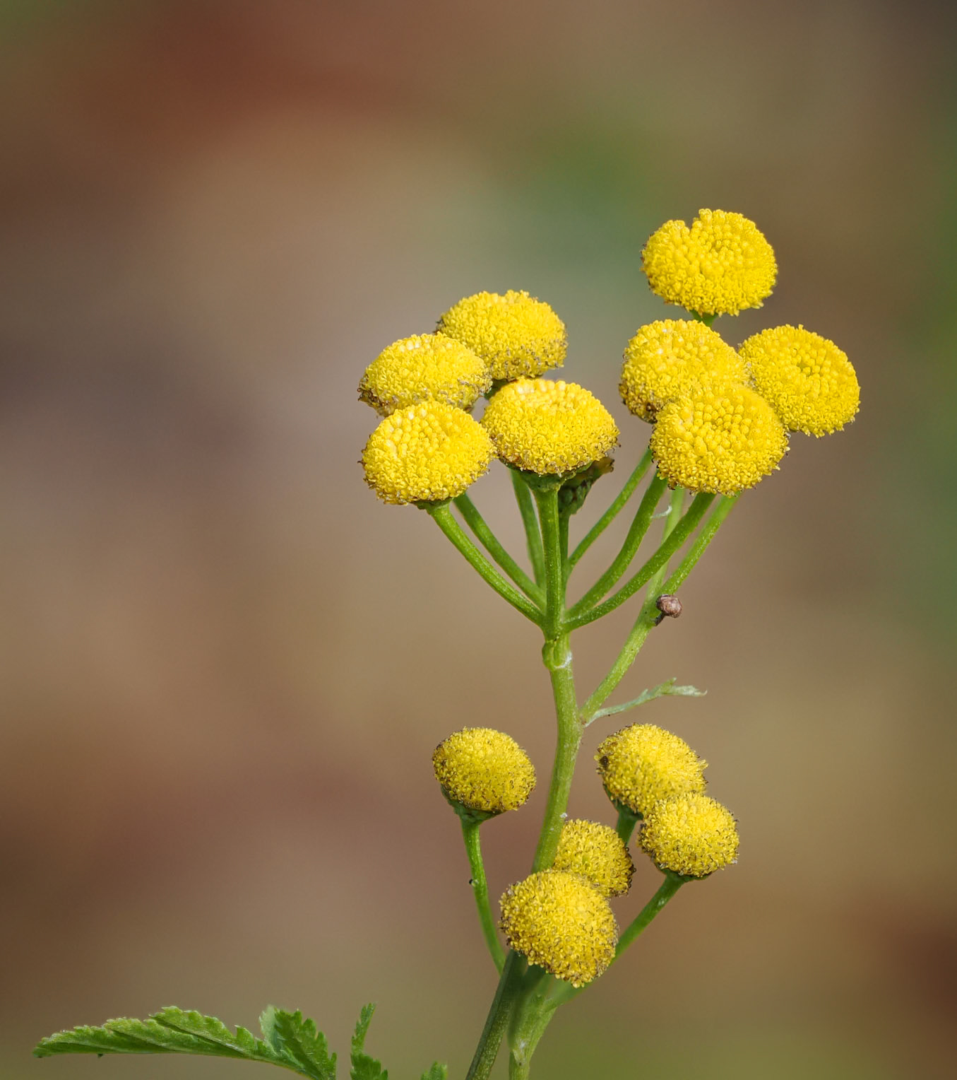 tansy
